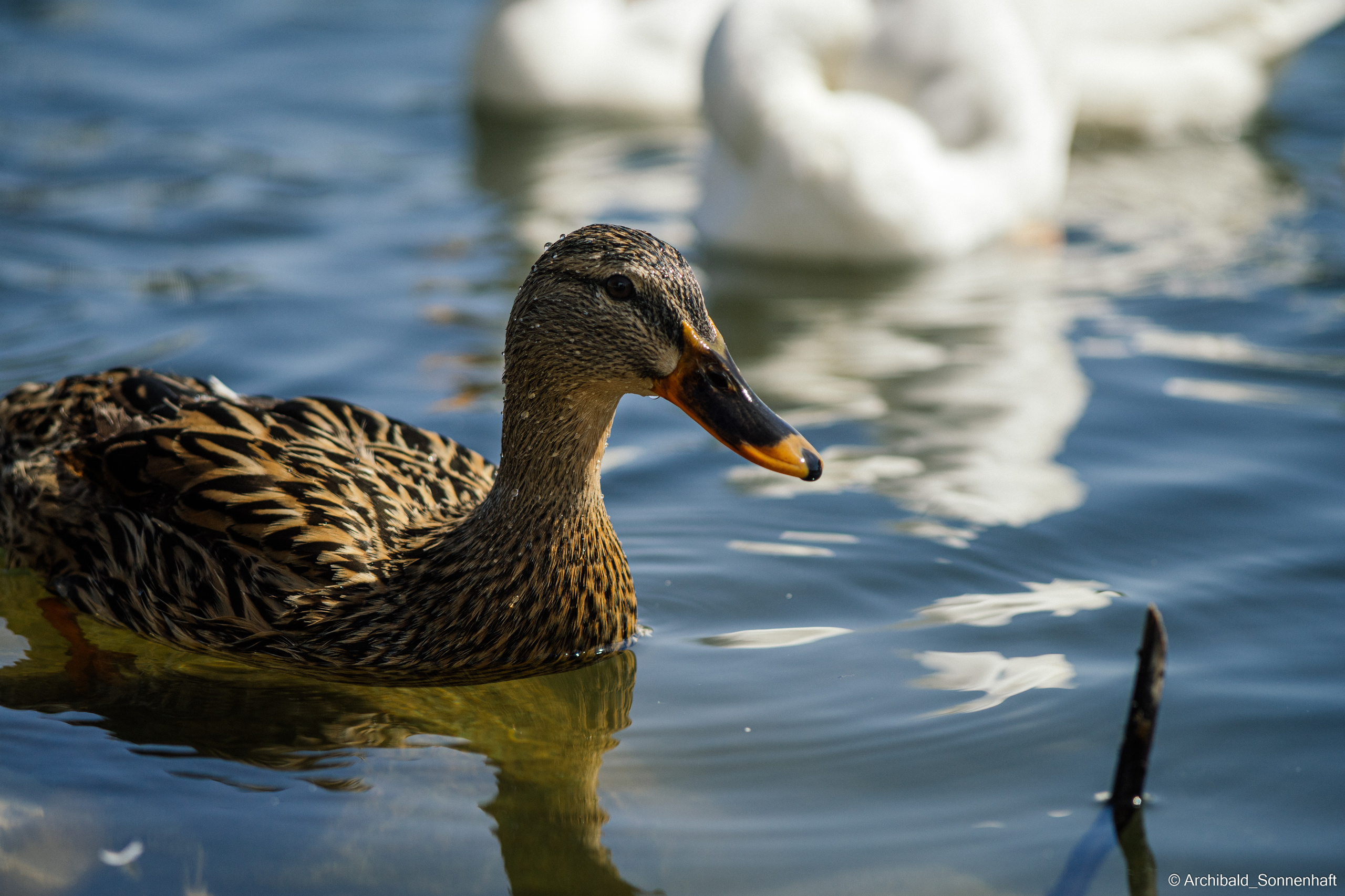 Ducks in Tianjin University’s Lake. Photographer in Guangzhou, China. Archibald Sonnenhaft