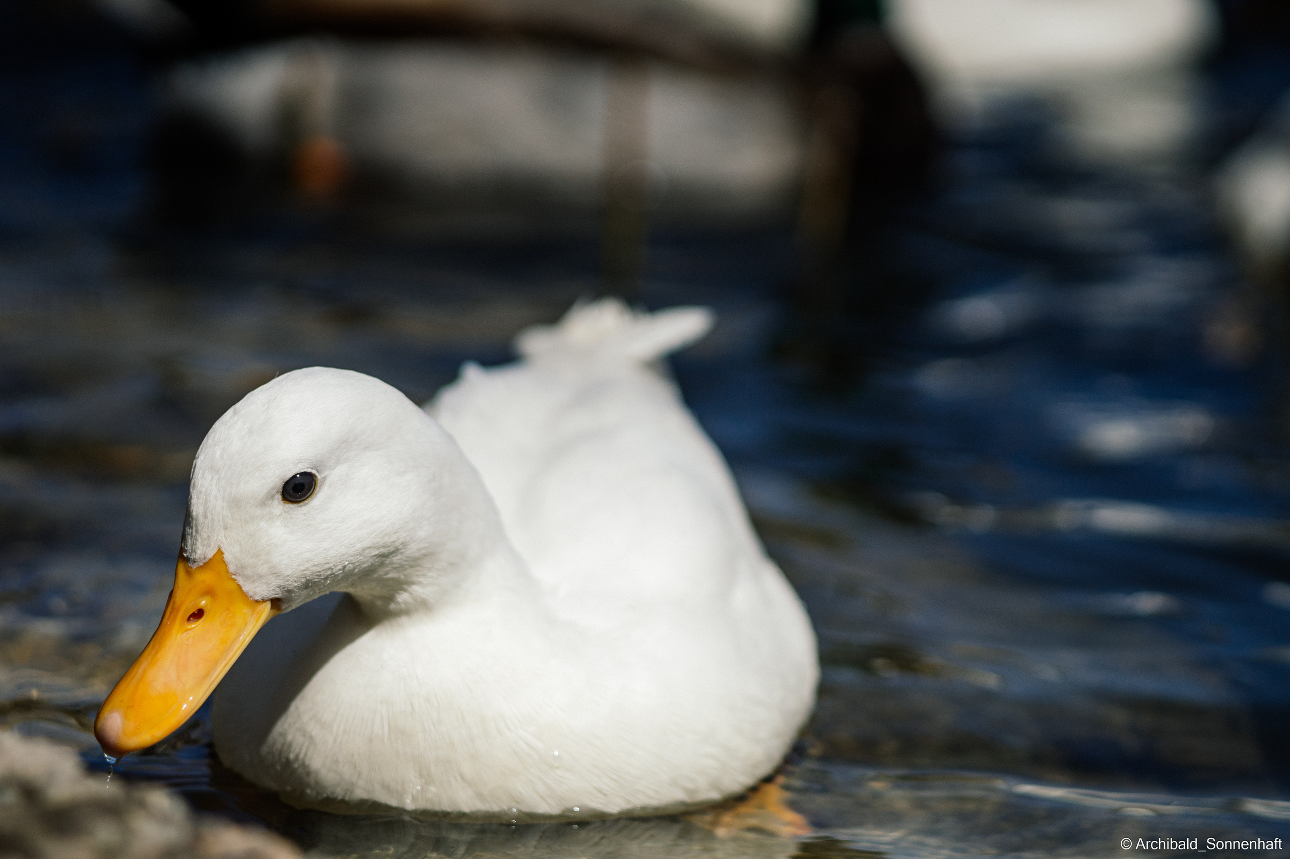 Ducks in Tianjin University’s Lake. Photographer in Guangzhou, China. Archibald Sonnenhaft
