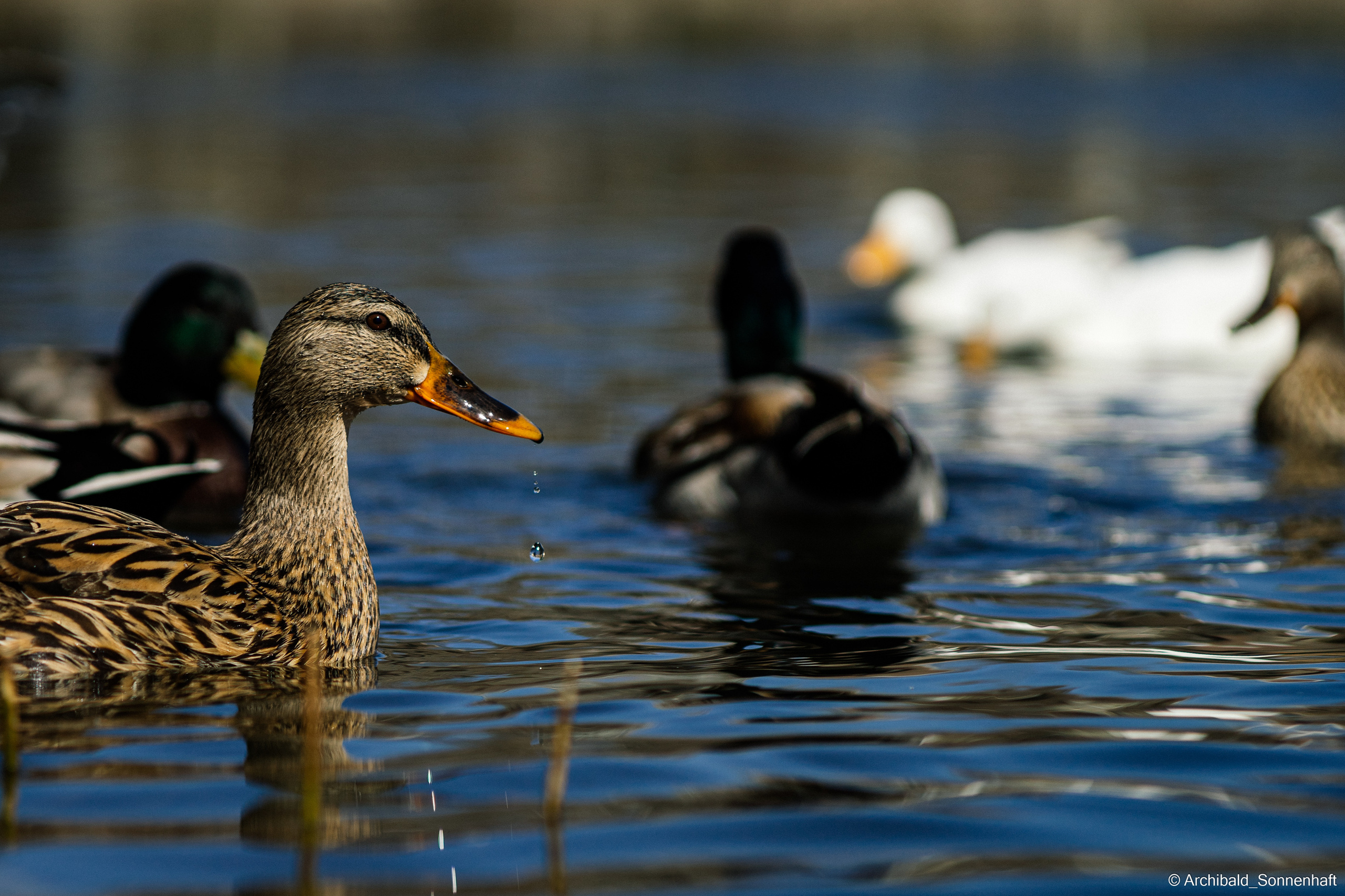 Ducks in Tianjin University’s Lake. Photographer in Guangzhou, China. Archibald Sonnenhaft