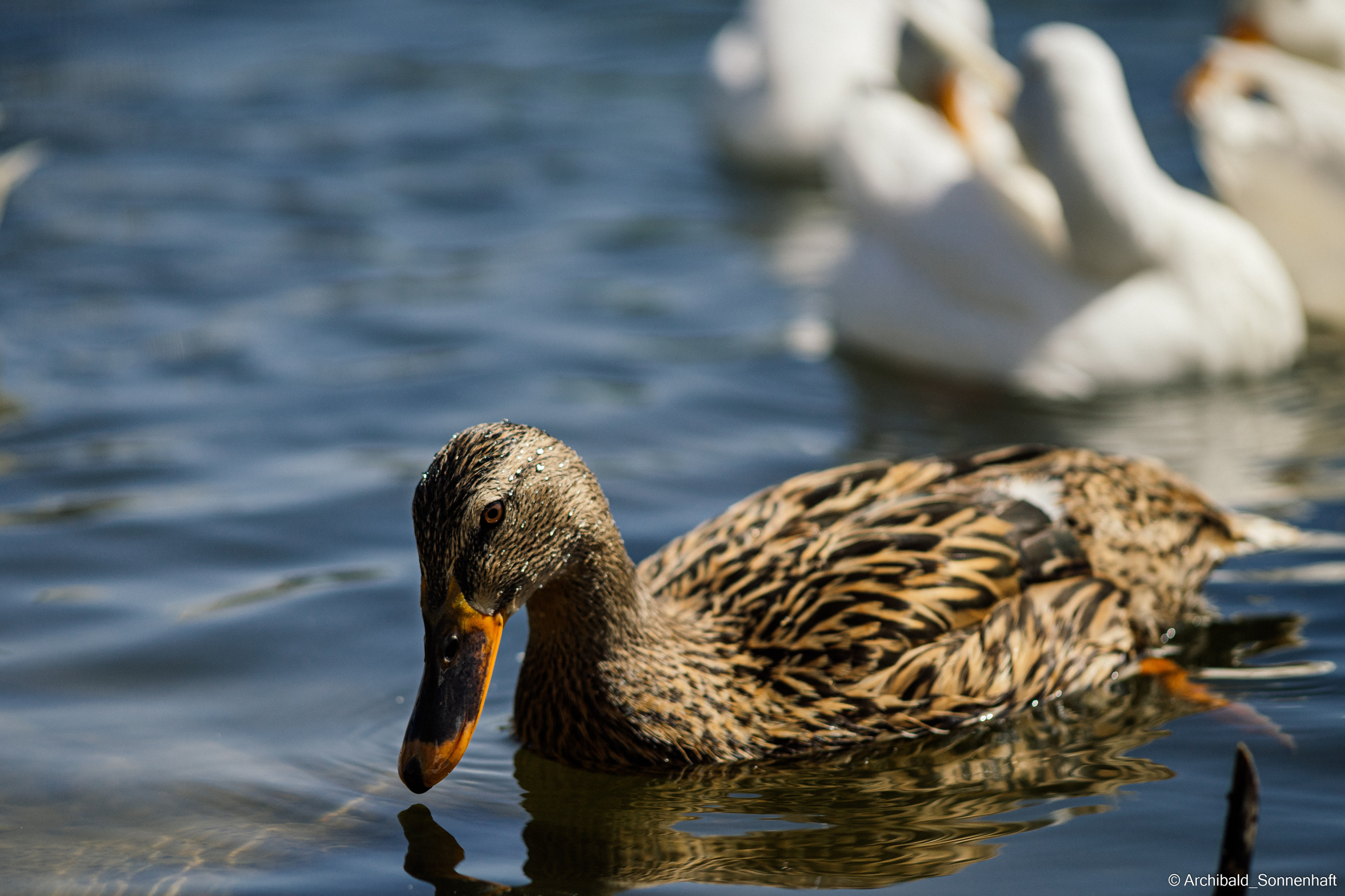 Ducks in Tianjin University’s Lake. Photographer in Guangzhou, China. Archibald Sonnenhaft