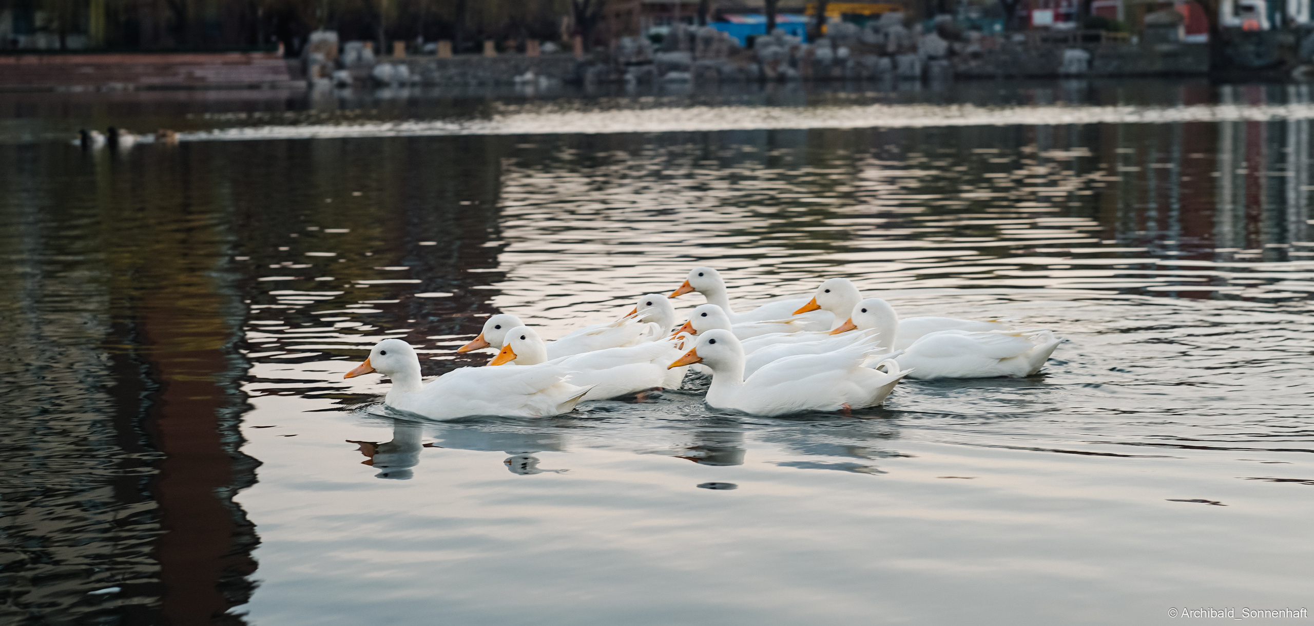 Ducks in Tianjin University’s Lake. Photographer in Guangzhou, China. Archibald Sonnenhaft