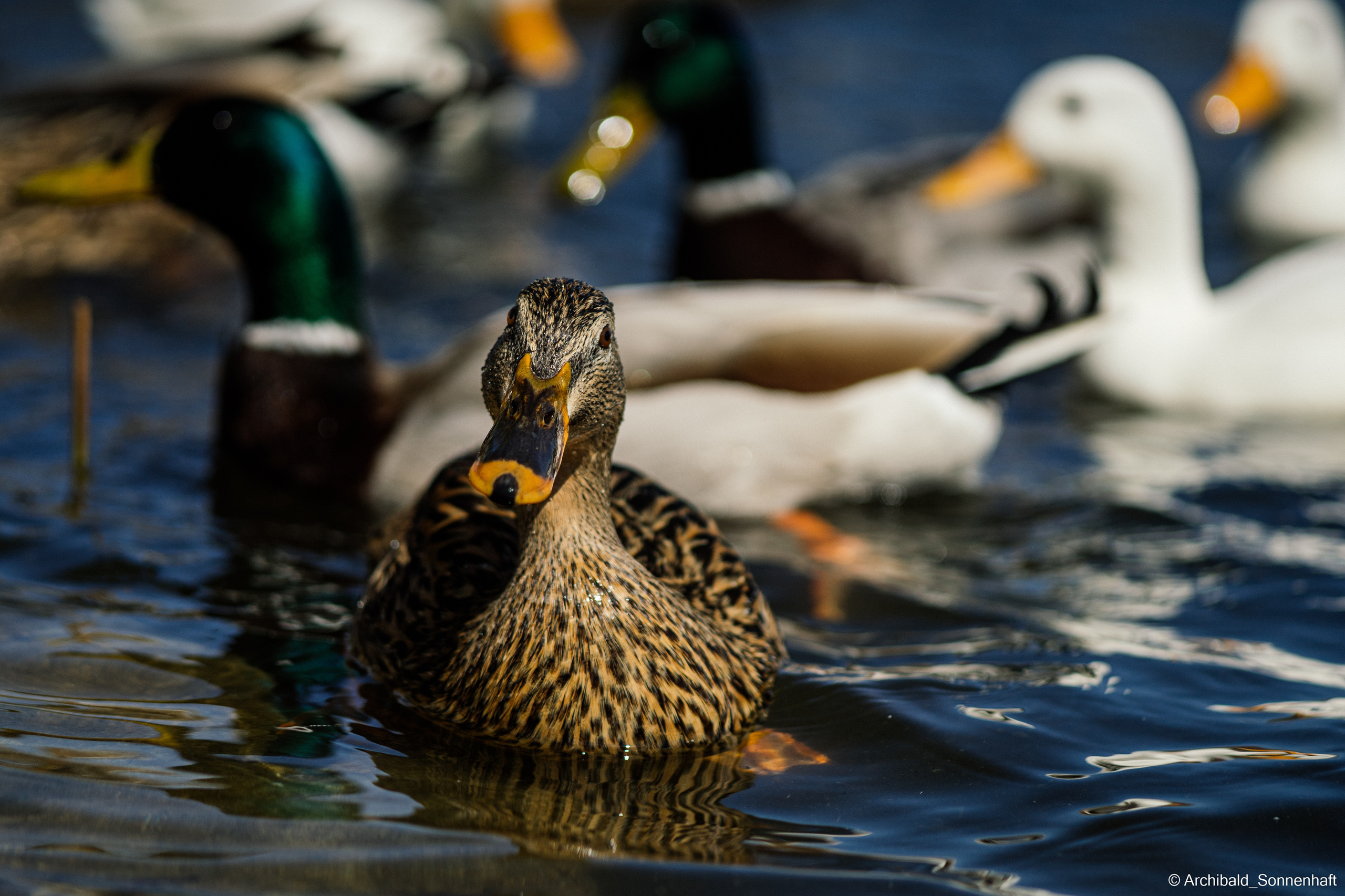 Ducks in Tianjin University’s Lake. Photographer in Guangzhou, China. Archibald Sonnenhaft