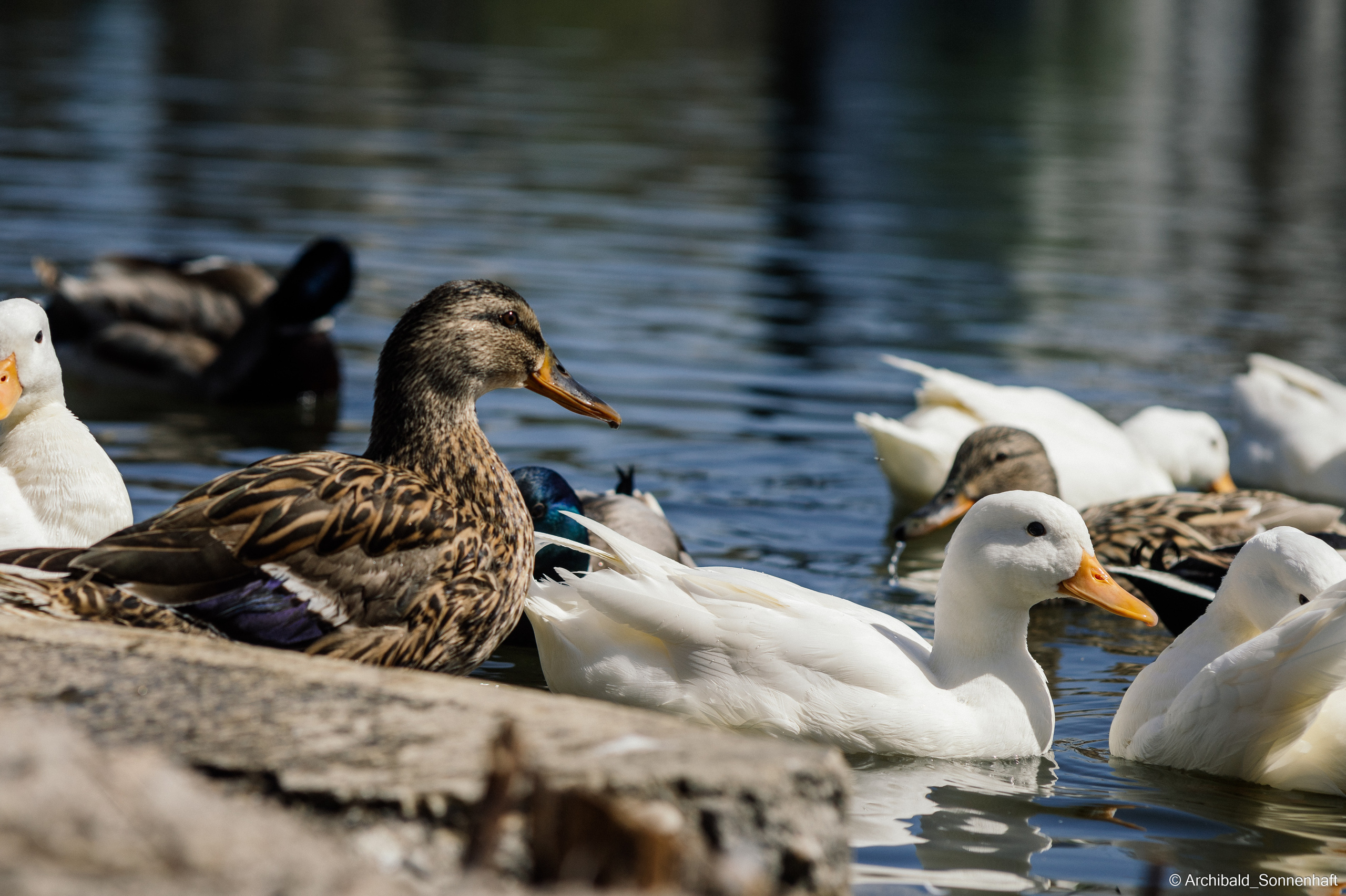 Ducks in Tianjin University’s Lake. Photographer in Guangzhou, China. Archibald Sonnenhaft