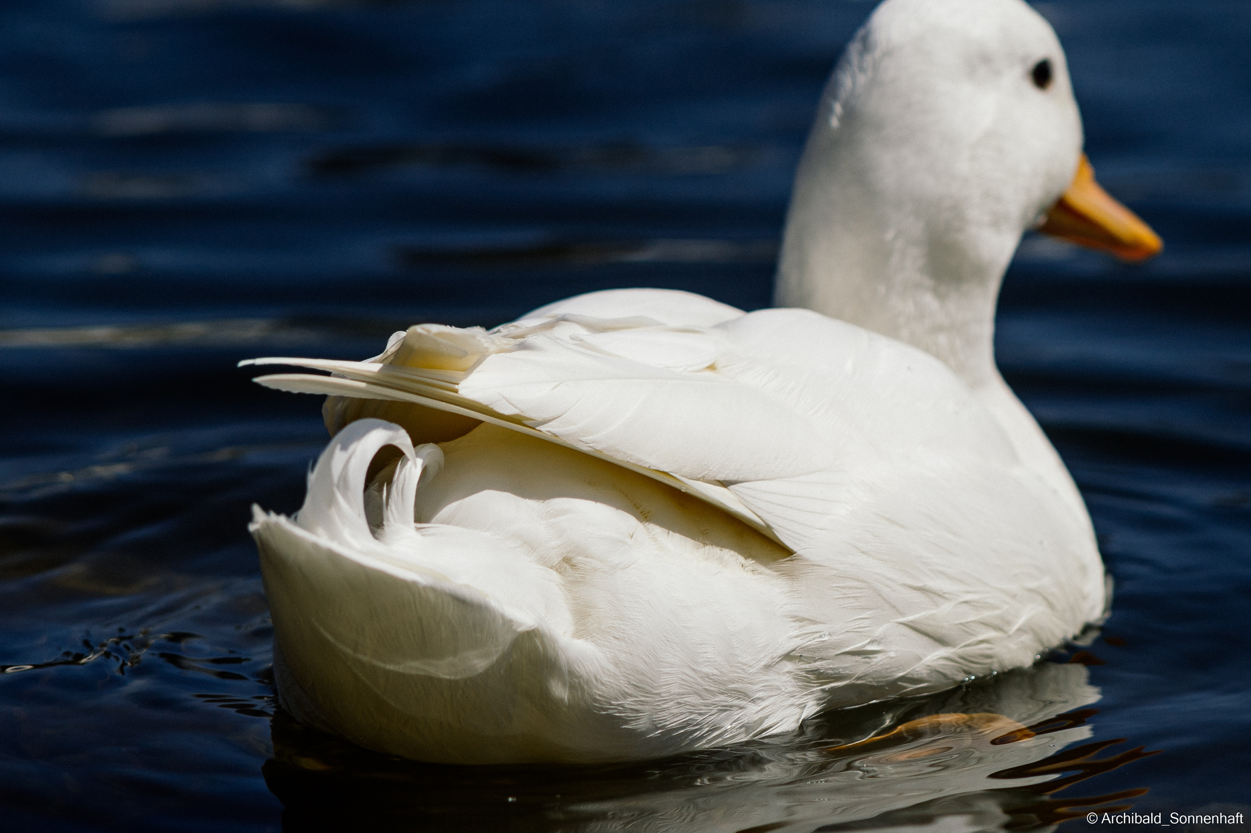 Ducks in Tianjin University’s Lake. Photographer in Guangzhou, China. Archibald Sonnenhaft