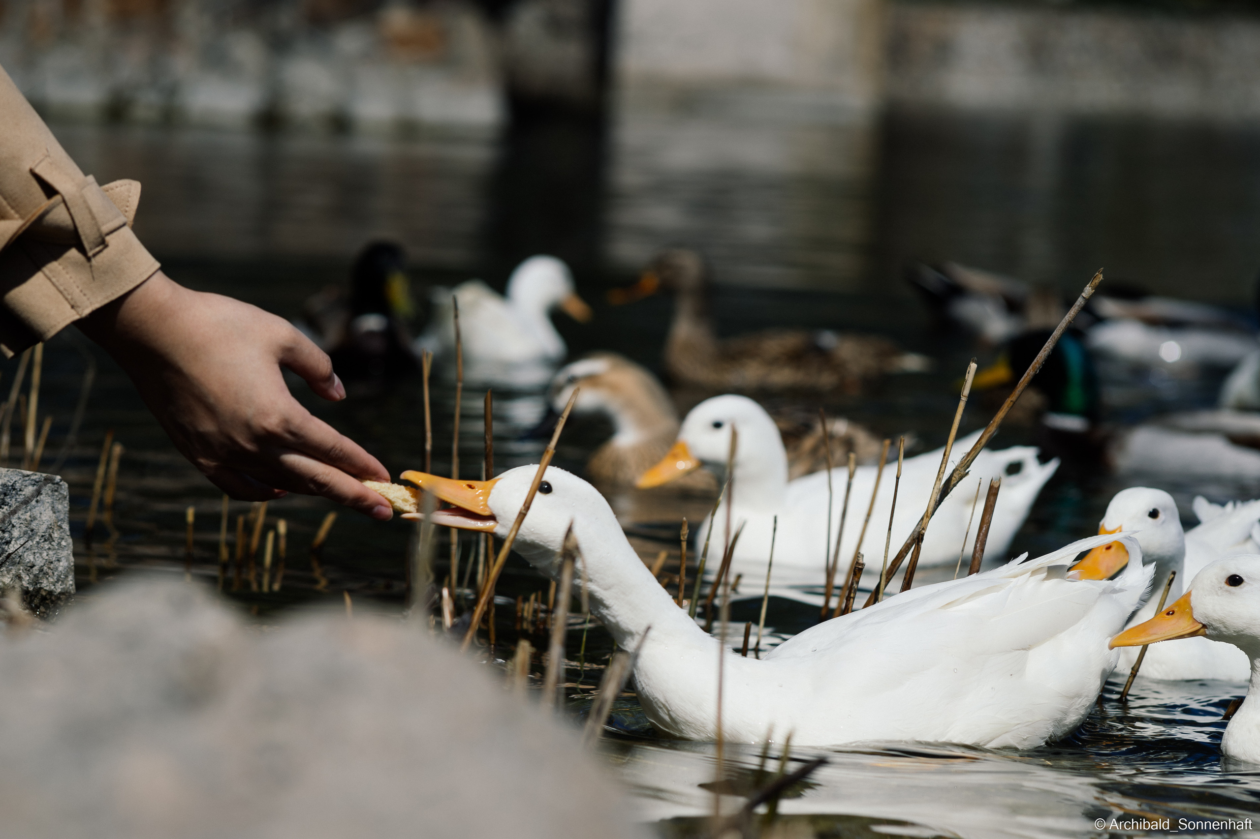 Ducks in Tianjin University’s Lake. Photographer in Guangzhou, China. Archibald Sonnenhaft