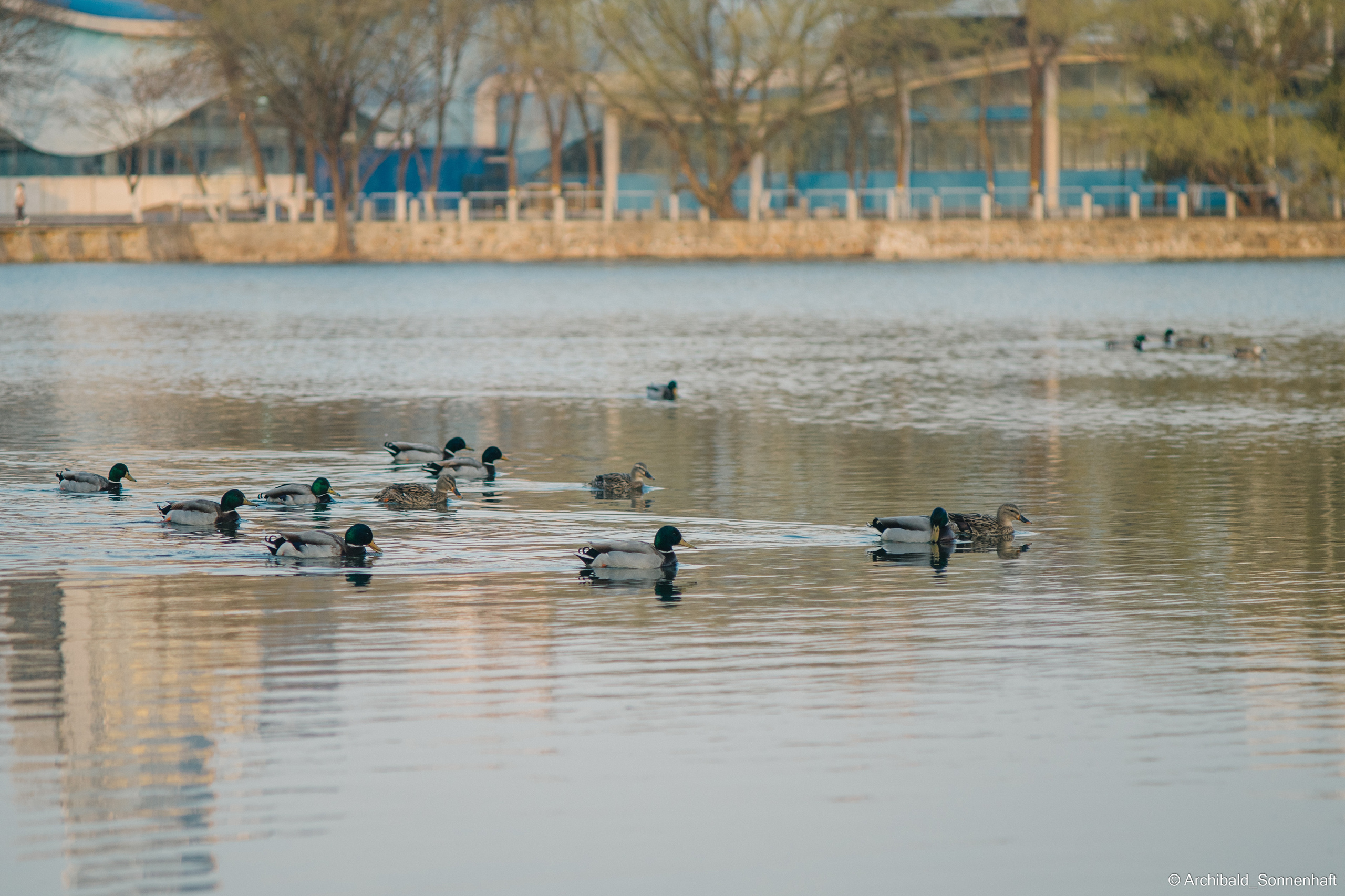 Ducks in Tianjin University’s Lake. Photographer in Guangzhou, China. Archibald Sonnenhaft