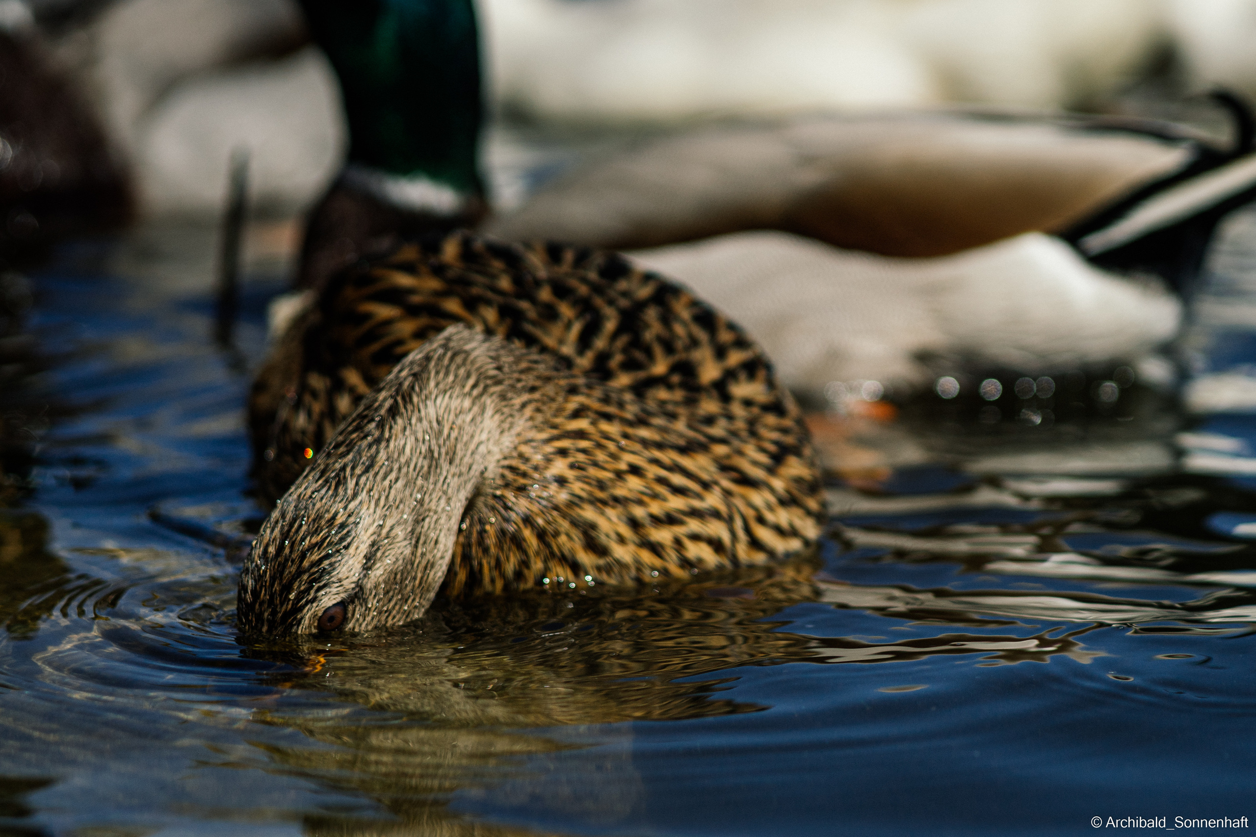 Ducks in Tianjin University’s Lake. Photographer in Guangzhou, China. Archibald Sonnenhaft