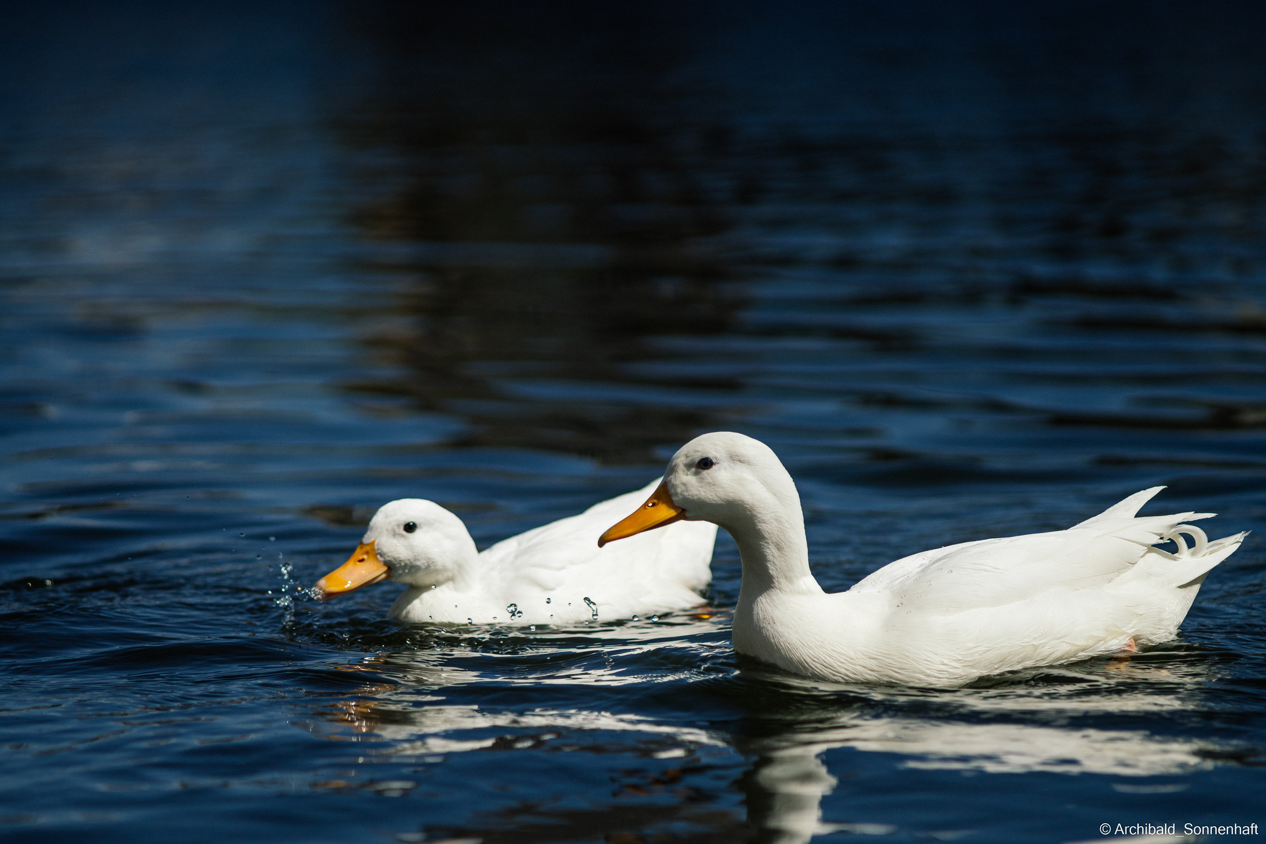Ducks in Tianjin University’s Lake. Photographer in Guangzhou, China. Archibald Sonnenhaft