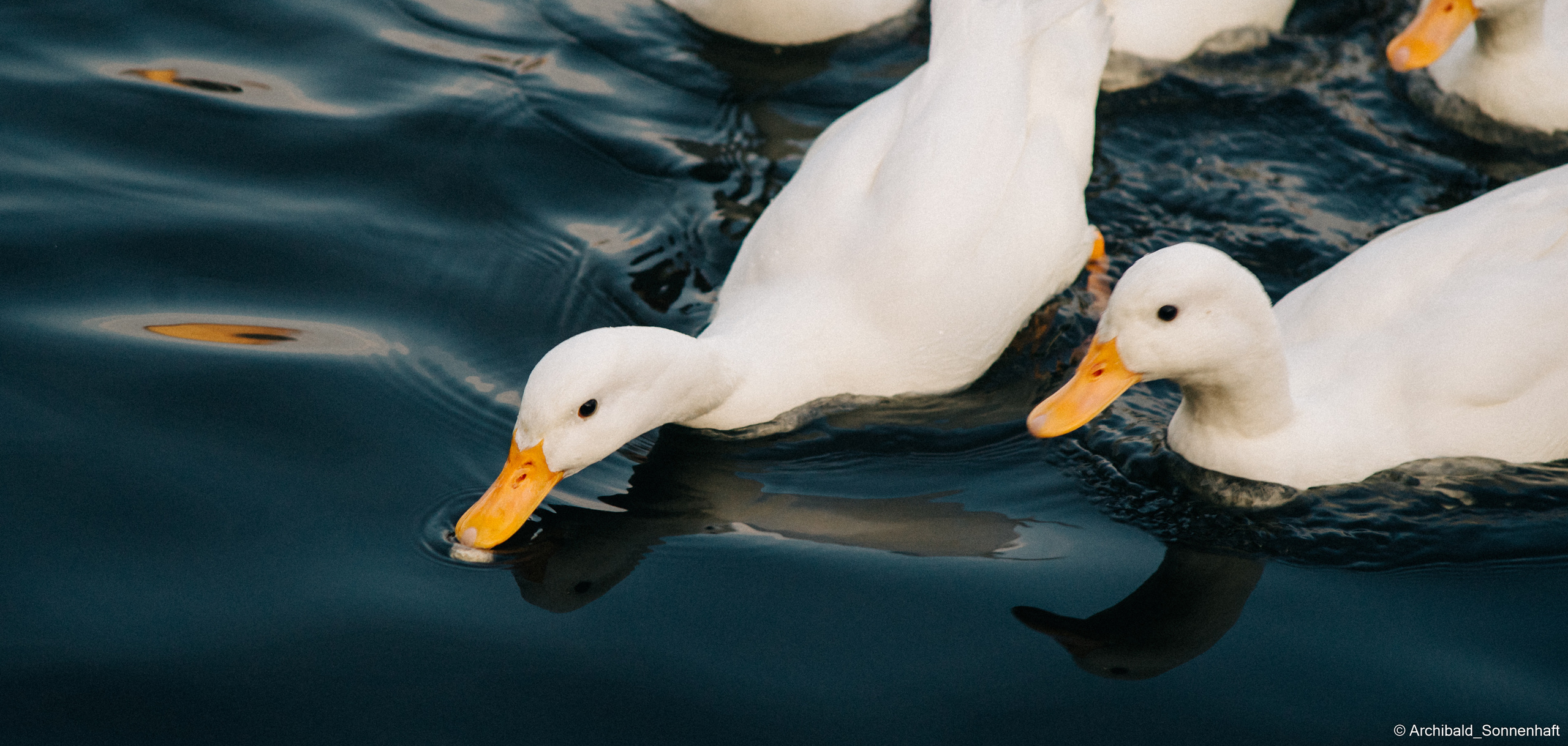 Ducks in Tianjin University’s Lake. Photographer in Guangzhou, China. Archibald Sonnenhaft
