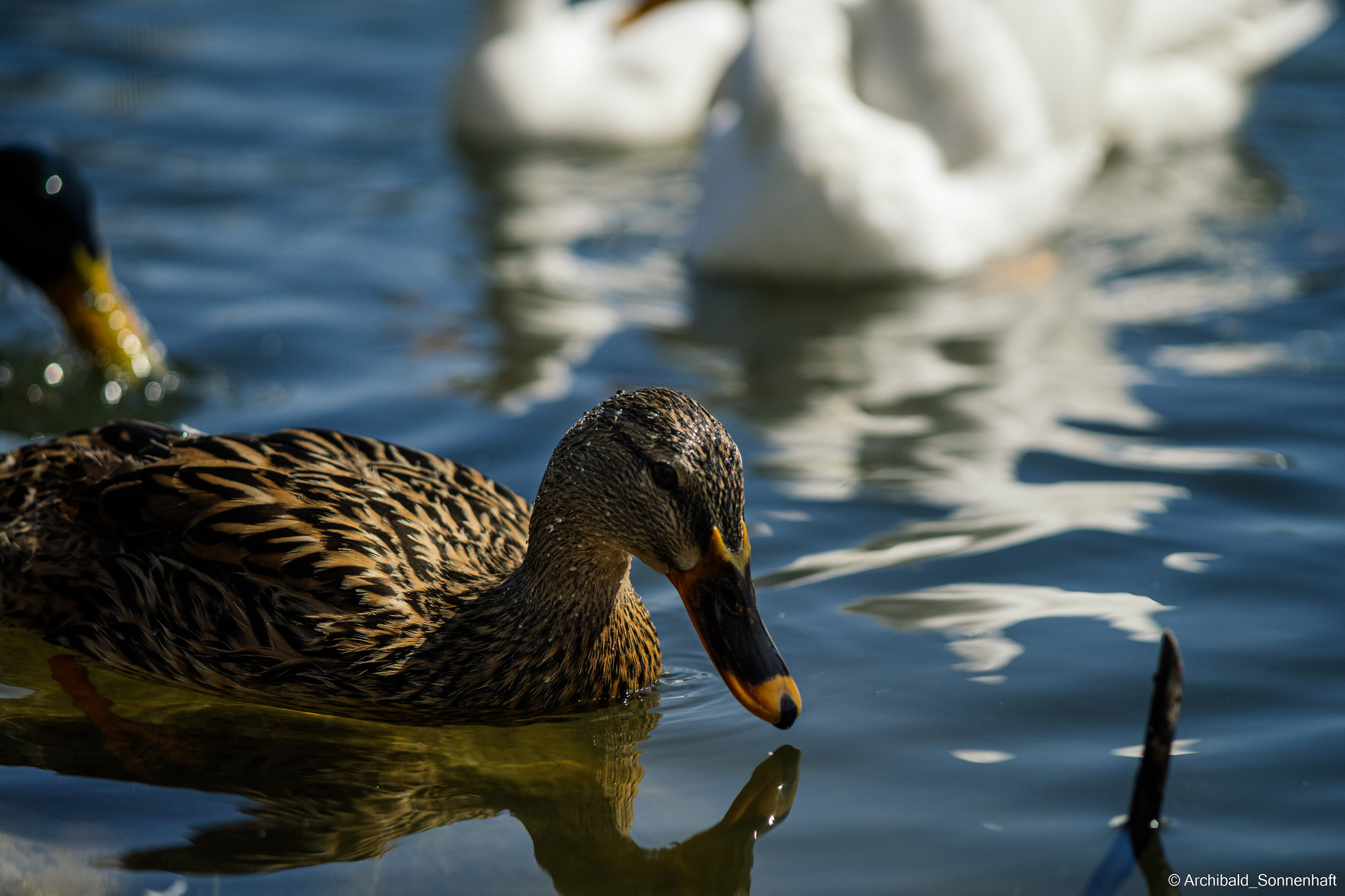 Ducks in Tianjin University’s Lake. Photographer in Guangzhou, China. Archibald Sonnenhaft