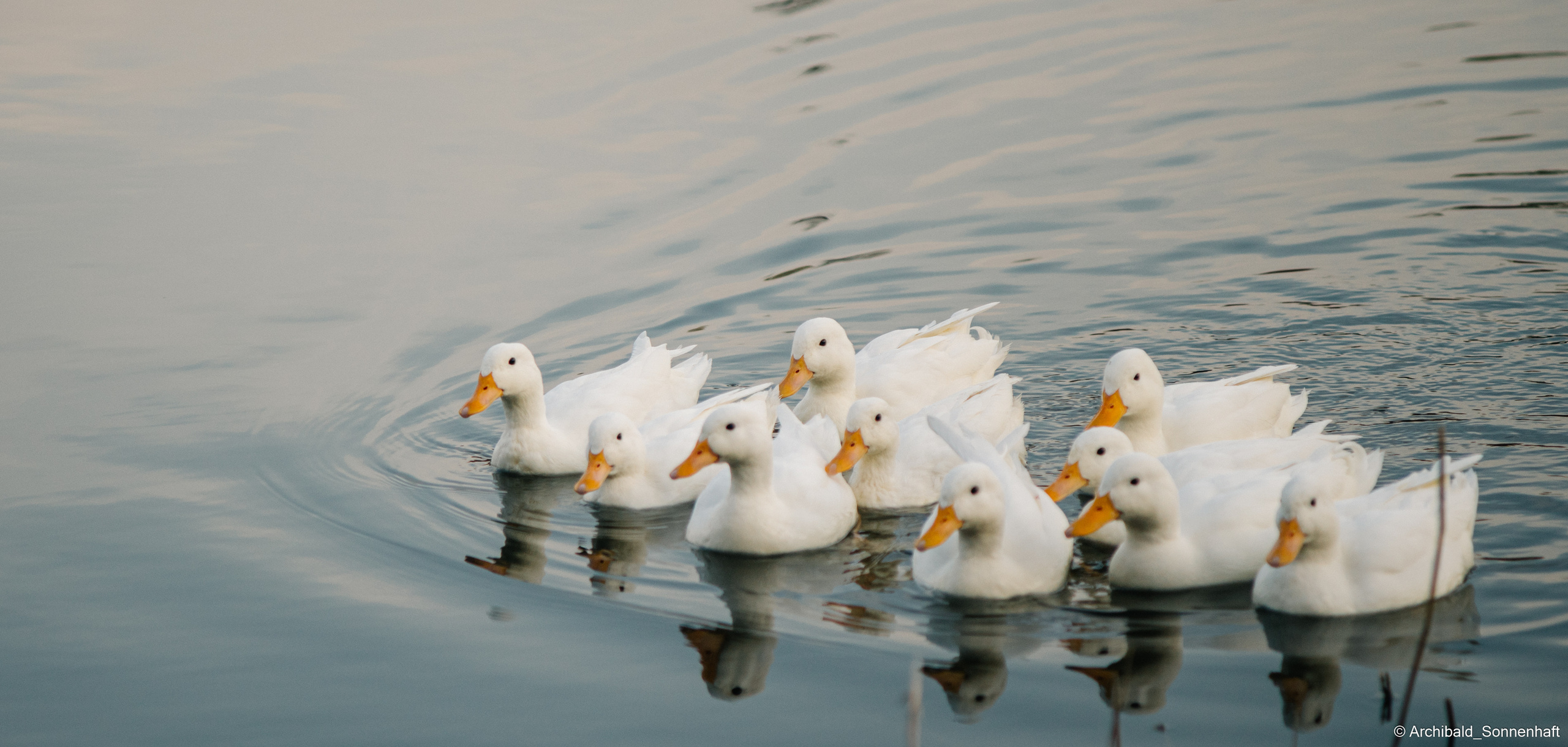 Ducks in Tianjin University’s Lake. Photographer in Guangzhou, China. Archibald Sonnenhaft