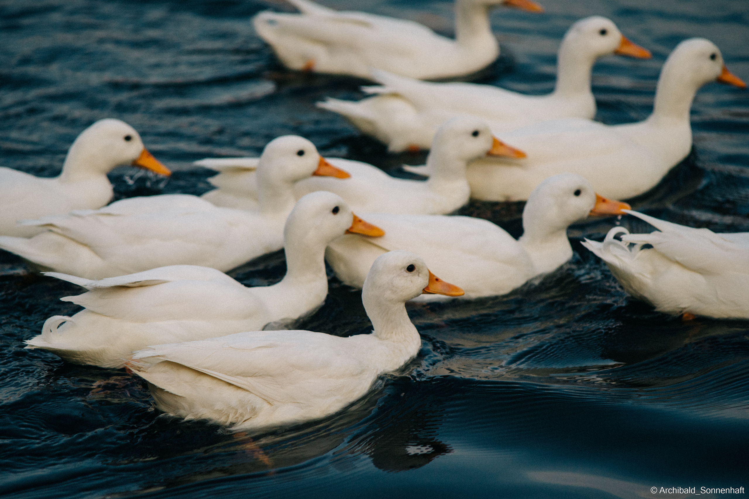 Ducks in Tianjin University’s Lake. Photographer in Guangzhou, China. Archibald Sonnenhaft