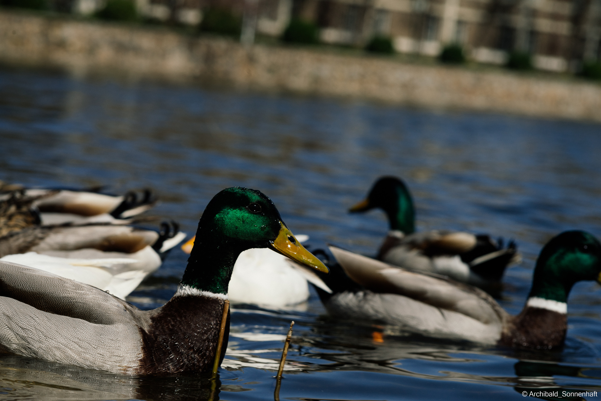 Ducks in Tianjin University’s Lake. Photographer in Guangzhou, China. Archibald Sonnenhaft