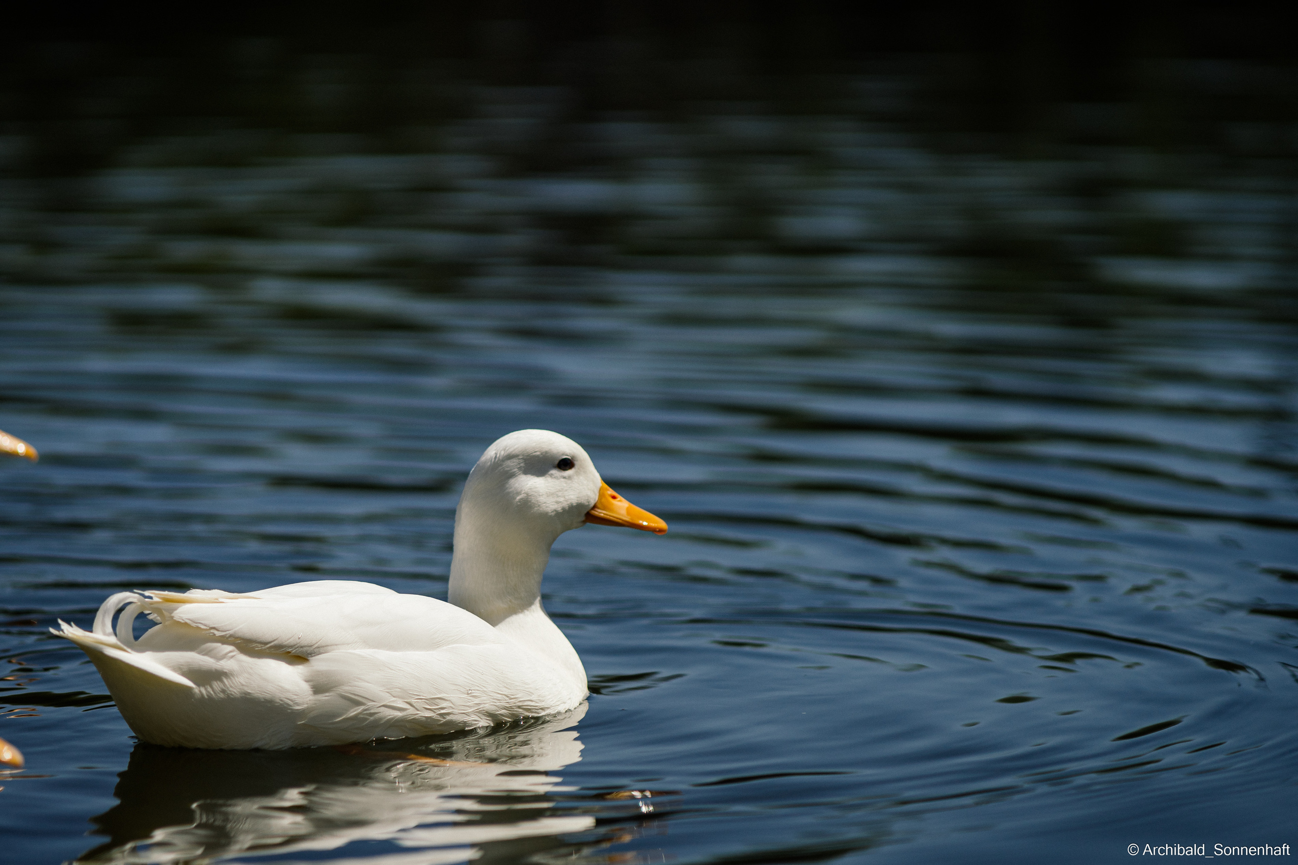 Ducks in Tianjin University’s Lake. Photographer in Guangzhou, China. Archibald Sonnenhaft
