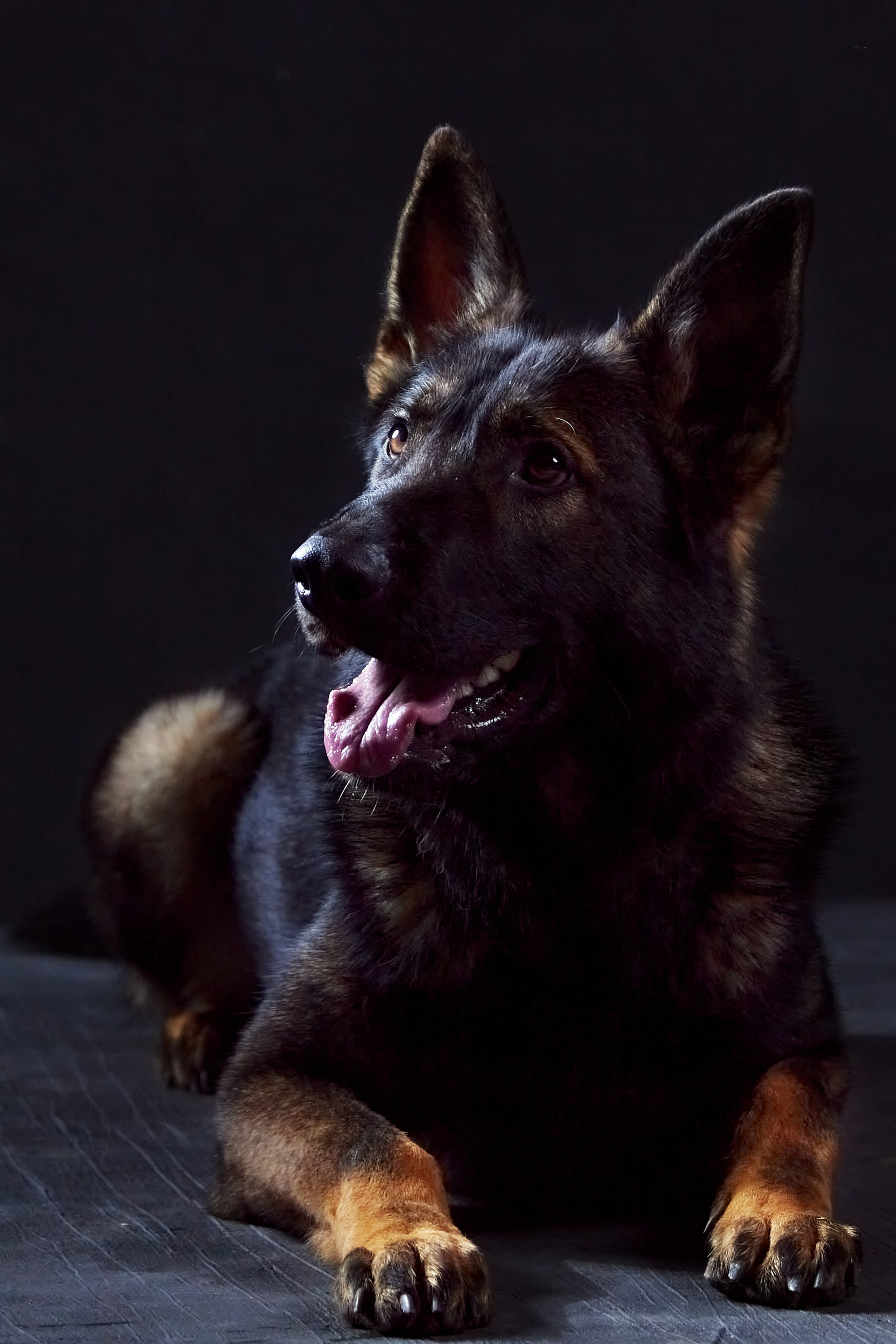 Фотограф анималист — Тула, Москва