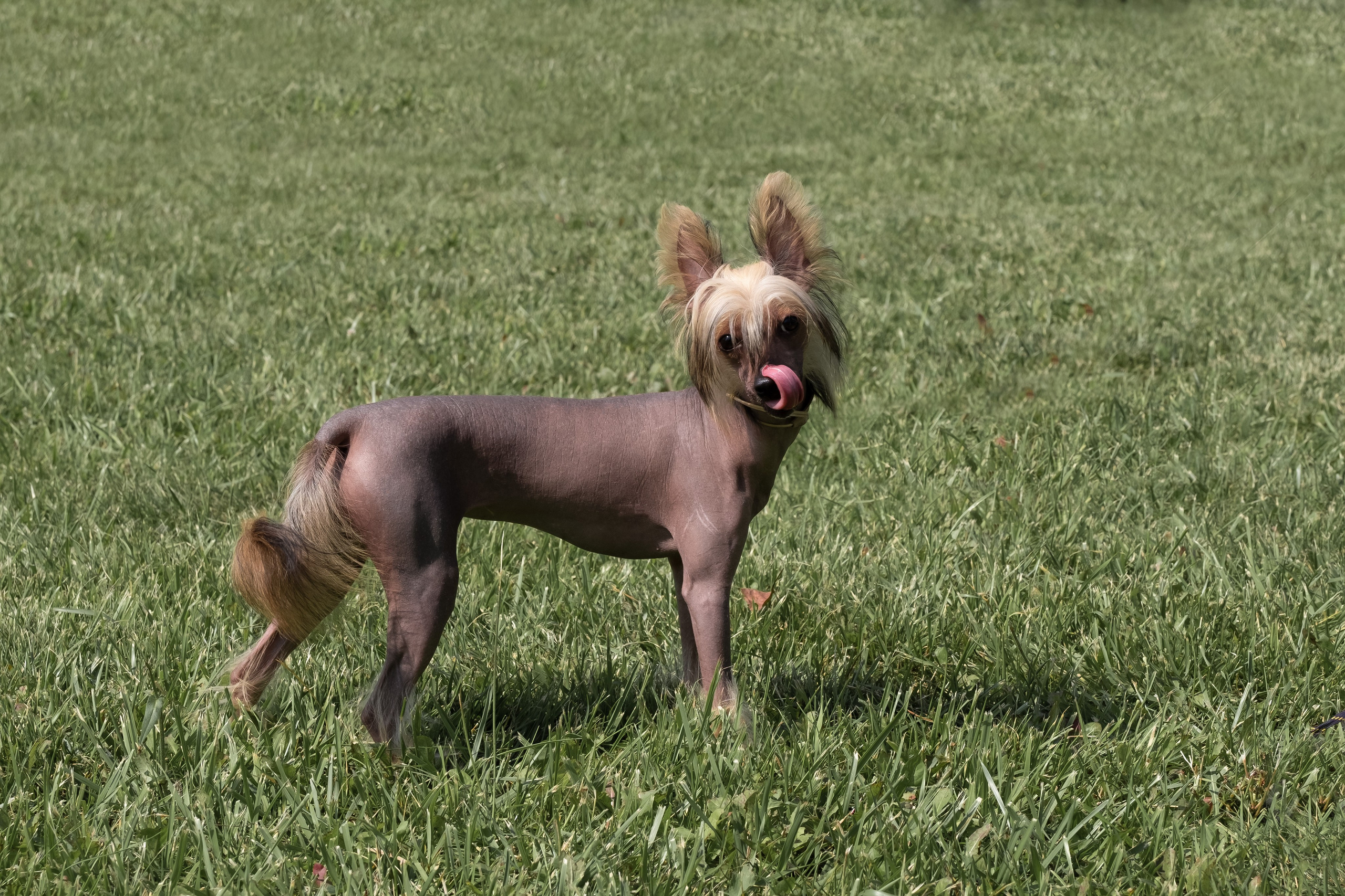 Dog show, Lipetsk 07/30/2023.