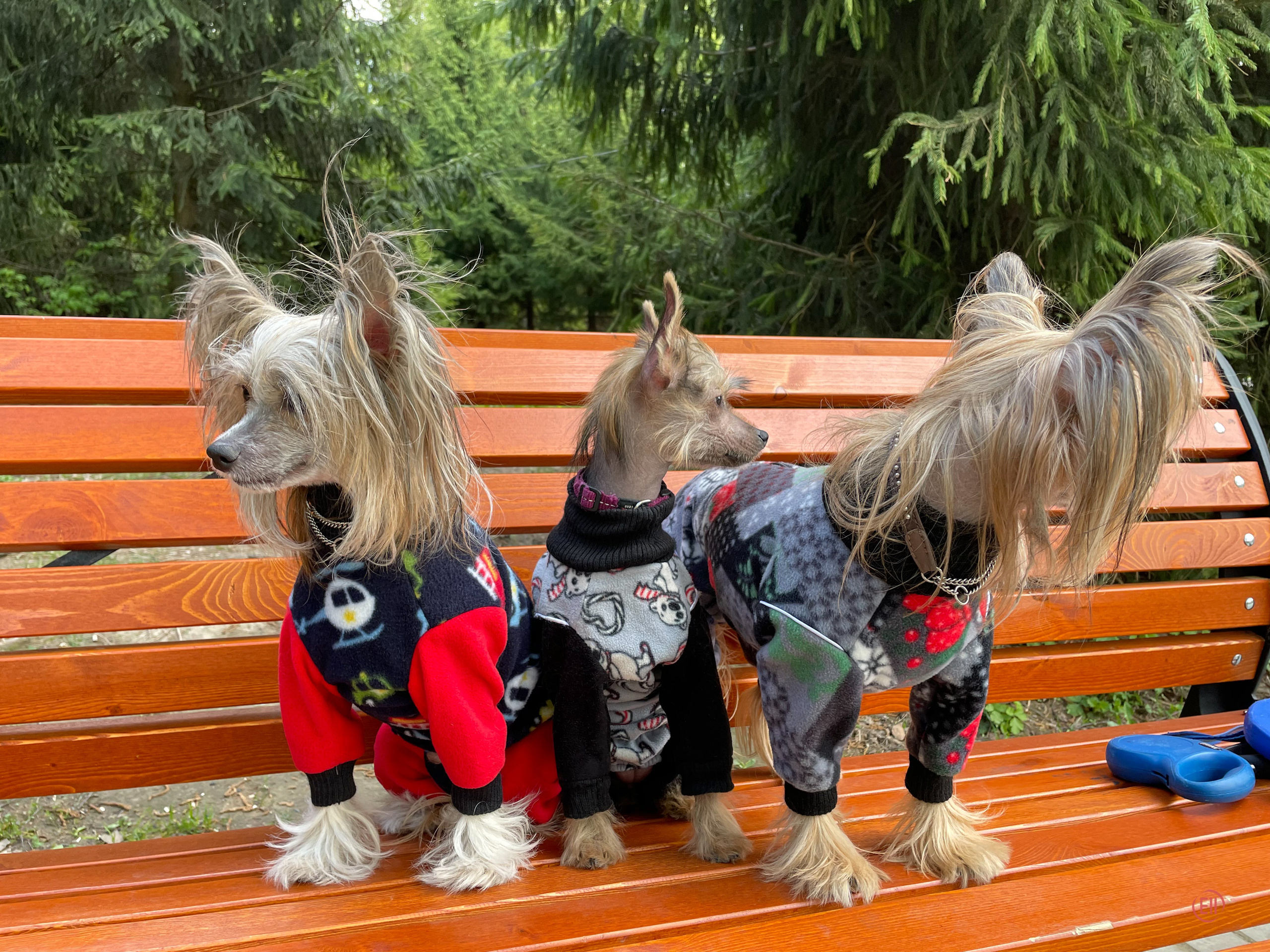 Emma, first time in the park. Poale Ell Chinese Crested Dog Kennel: Buy a puppy from the kennel