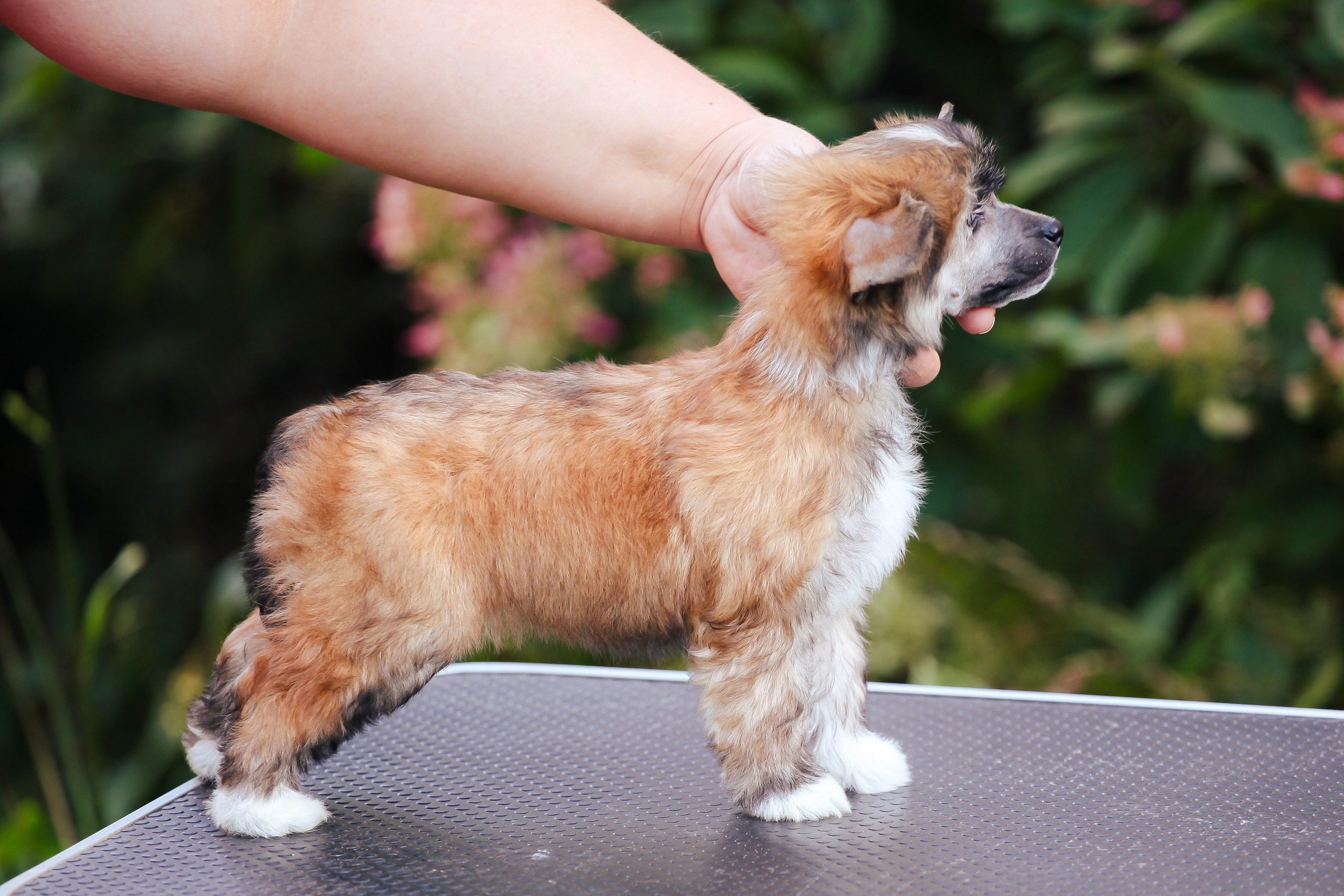 Poale Ell Chester Becomes a Dad for the First Time. Chinese Crested Dog Kennel Poale Ell