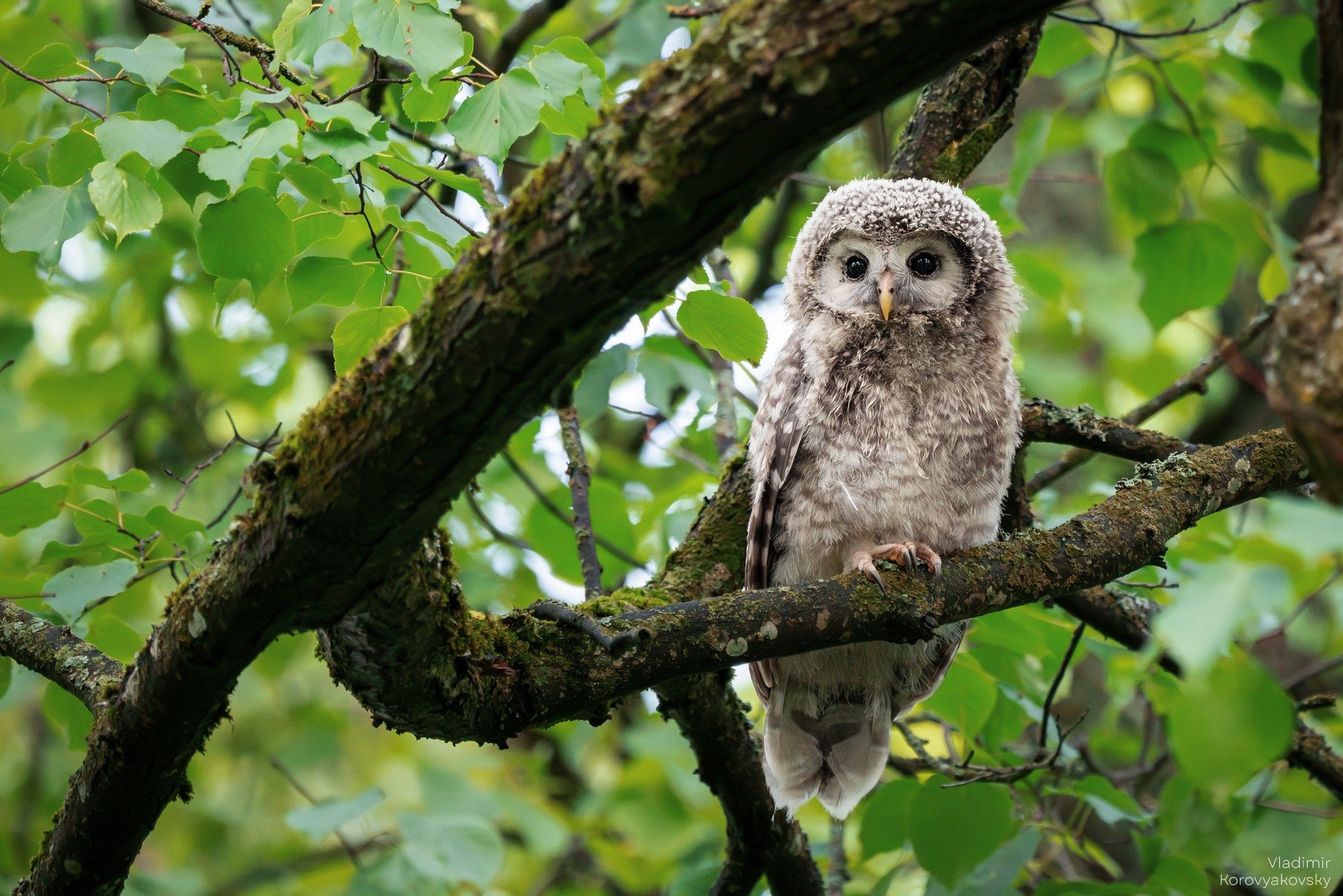 Животные. Фотограф Владимир Коровяковский