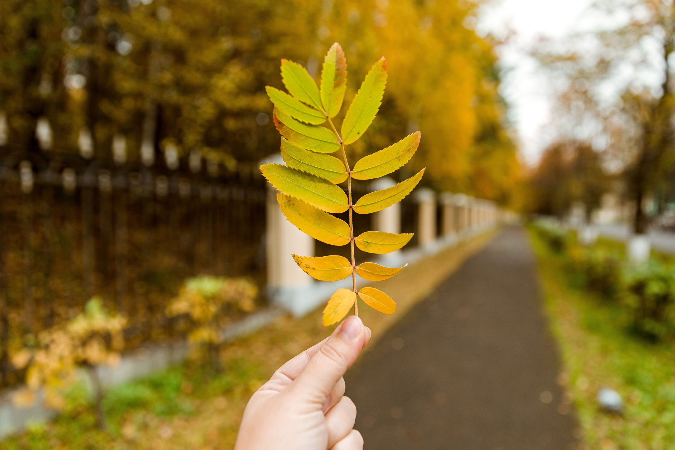 Осень в парке. Семейный и детский фотограф в Железногорске Саламахо Ольга