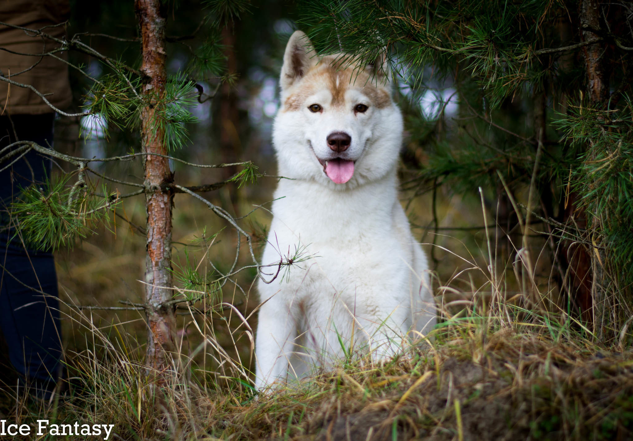 Хаски Ice Fantasy Legasy Of Gold Empire МИШЕЛЬ. Ice Fantasy kennel: professional breeding of Siberian huskies and wels
