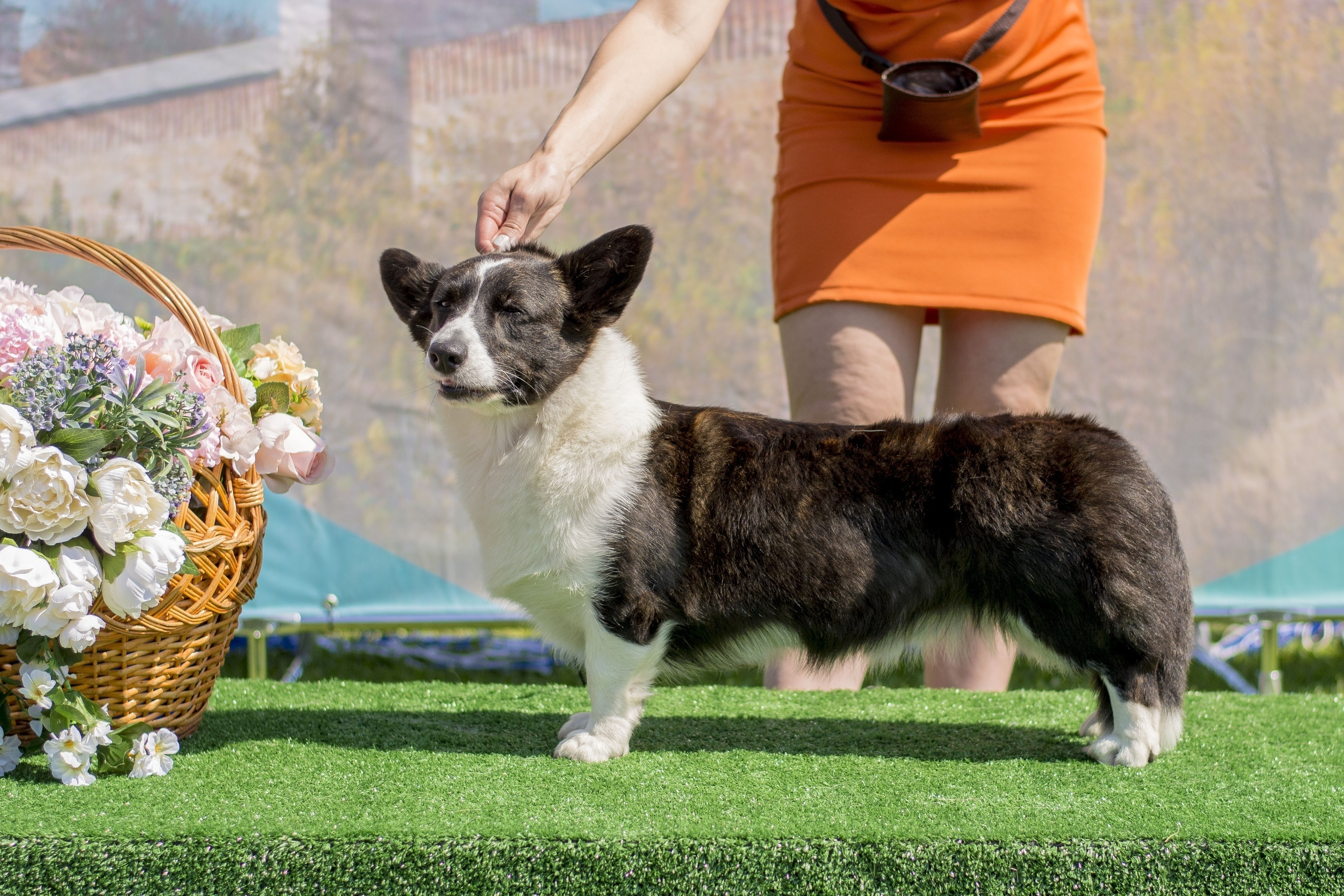 Вельш корги кардиган Ice Fantasy Tinkerbell БЭЛЛА. Купить щенка Вельш-корги-кардиган в семейном питомнике — Ice Fantasy