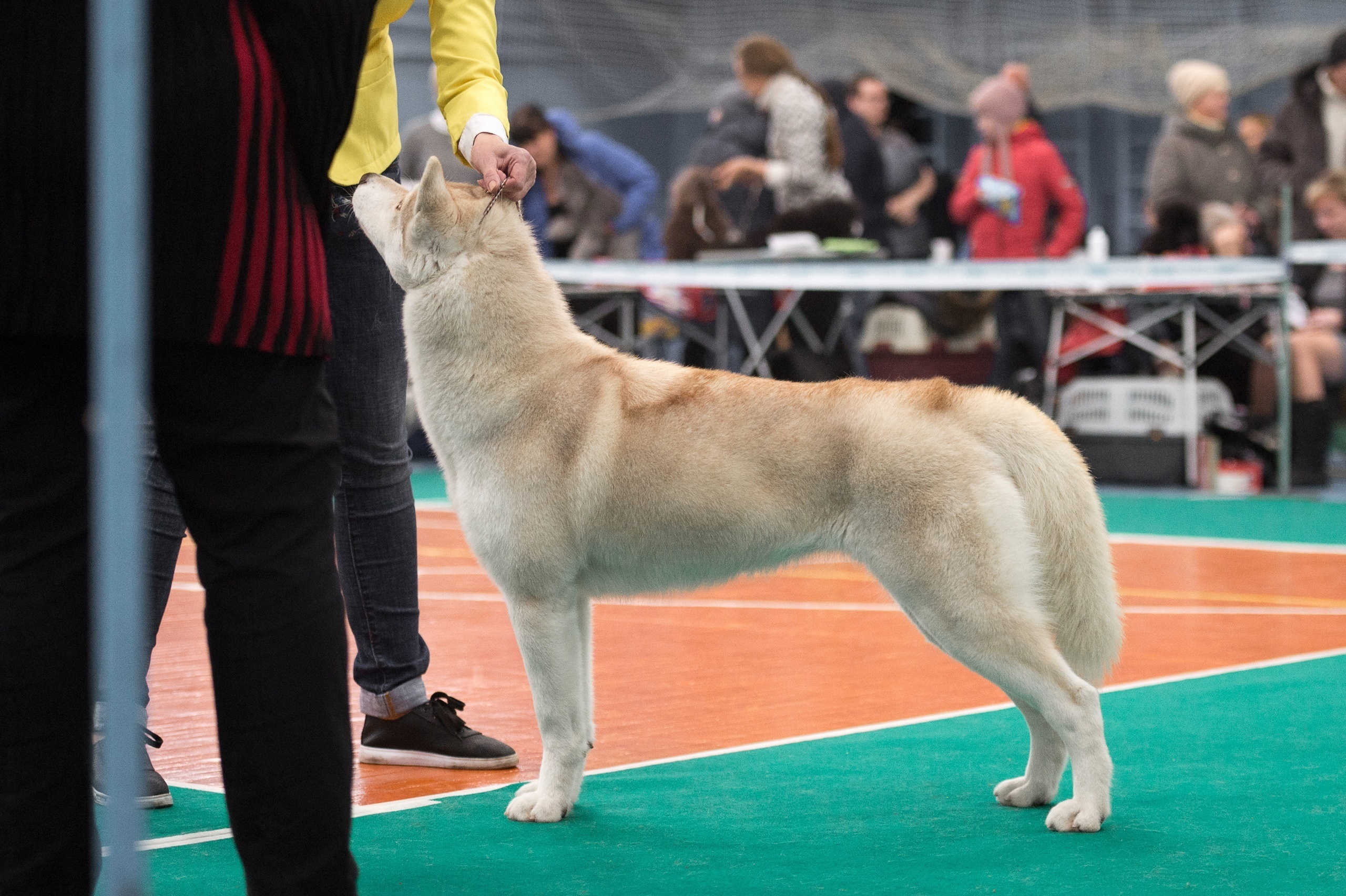 Хаски Ice Fantasy Legasy Of Gold Empire МИШЕЛЬ. Ice Fantasy kennel: professional breeding of Siberian huskies and wels