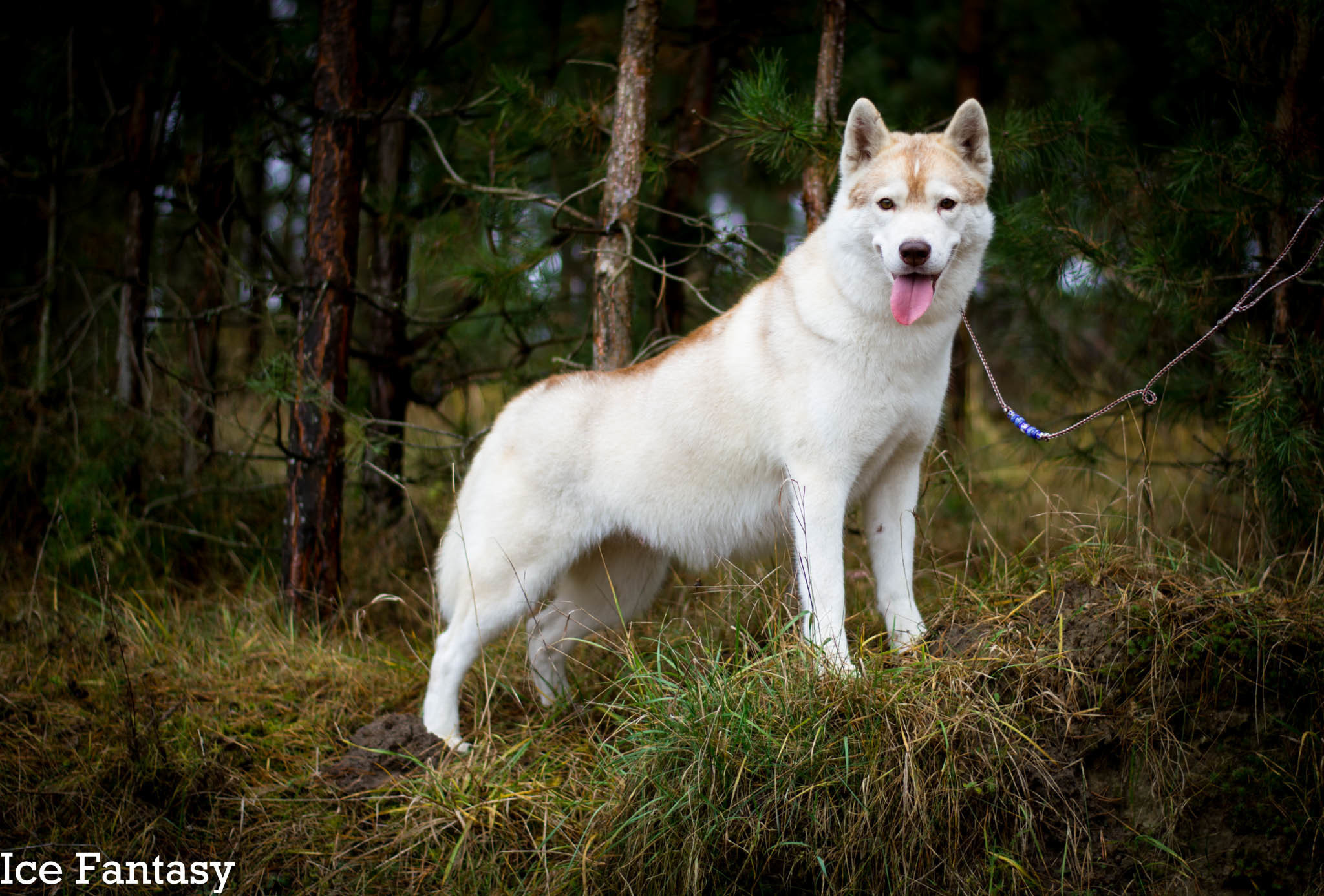 Хаски Ice Fantasy Legasy Of Gold Empire МИШЕЛЬ. Ice Fantasy kennel: professional breeding of Siberian huskies and wels
