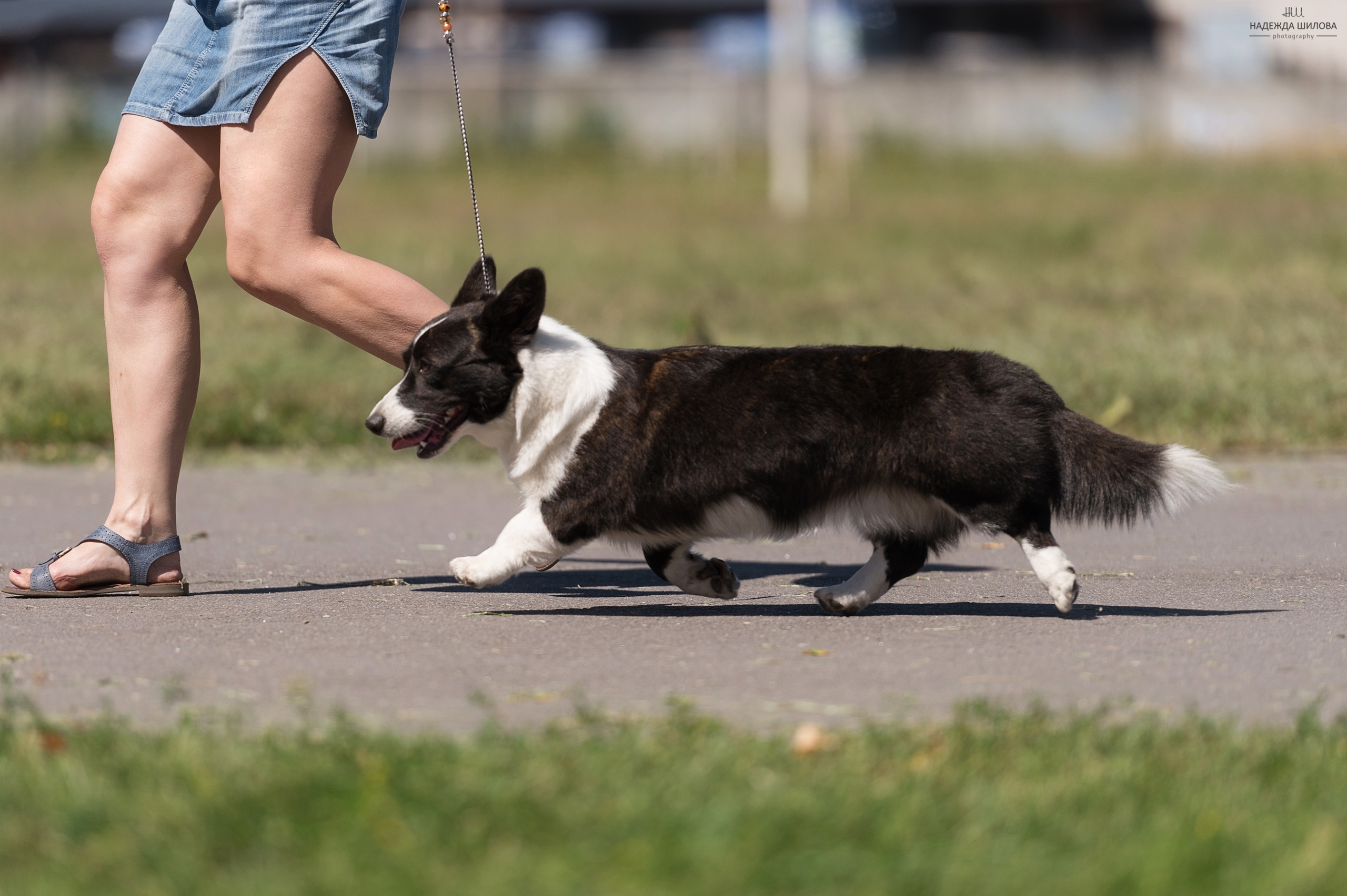 Вельш корги кардиган Ice Fantasy Tinkerbell БЭЛЛА. Купить щенка Вельш-корги-кардиган в семейном питомнике — Ice Fantasy