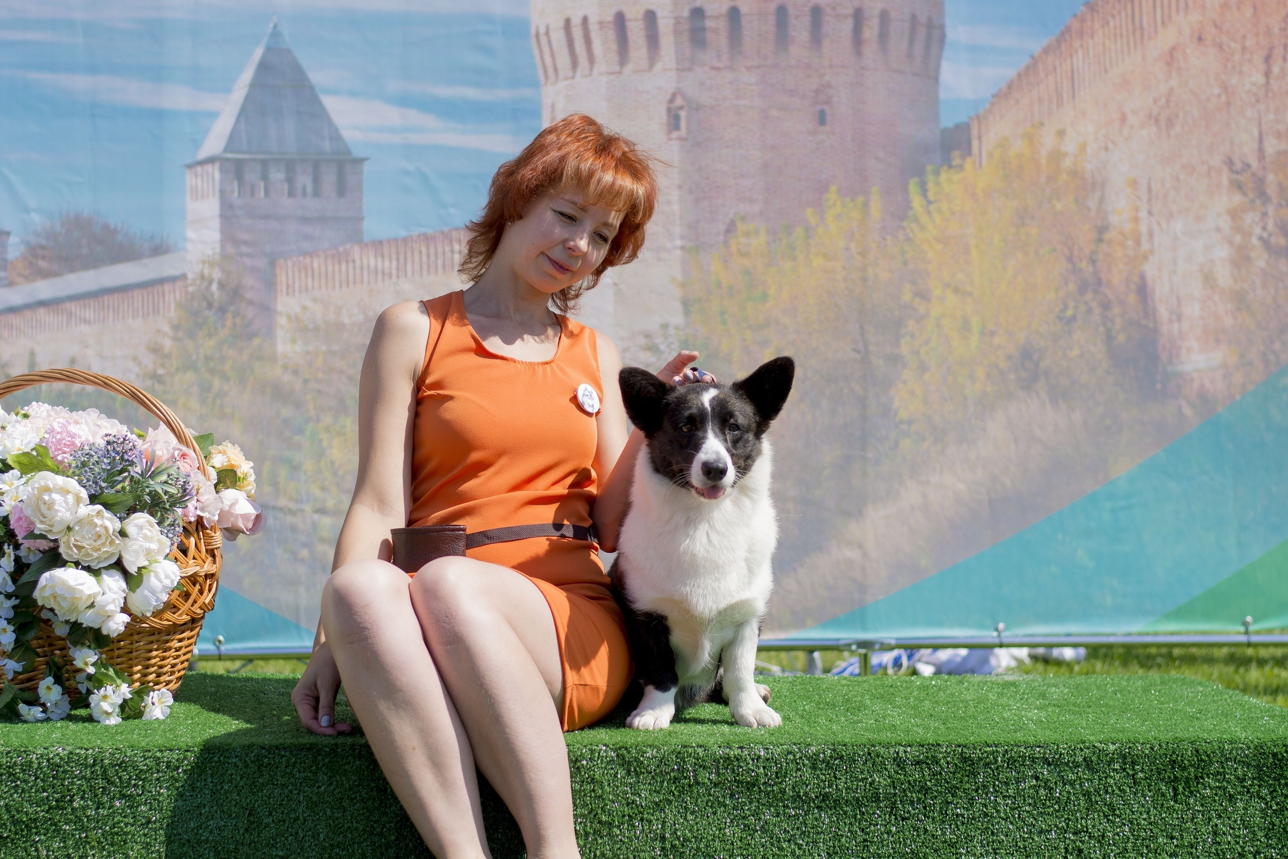 Вельш корги кардиган Ice Fantasy Tinkerbell БЭЛЛА. Купить щенка Вельш-корги-кардиган в семейном питомнике — Ice Fantasy