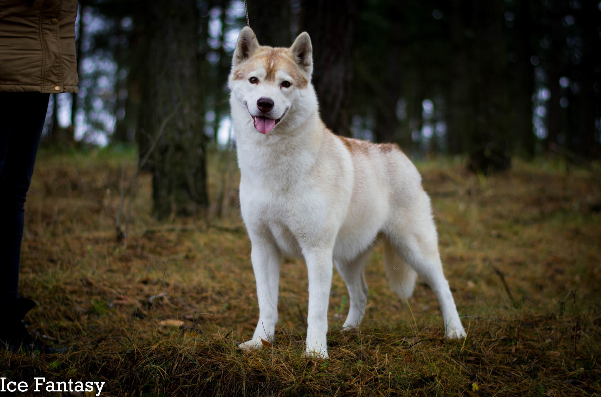 Хаски Ice Fantasy Legasy Of Gold Empire МИШЕЛЬ. Ice Fantasy kennel: professional breeding of Siberian huskies and wels