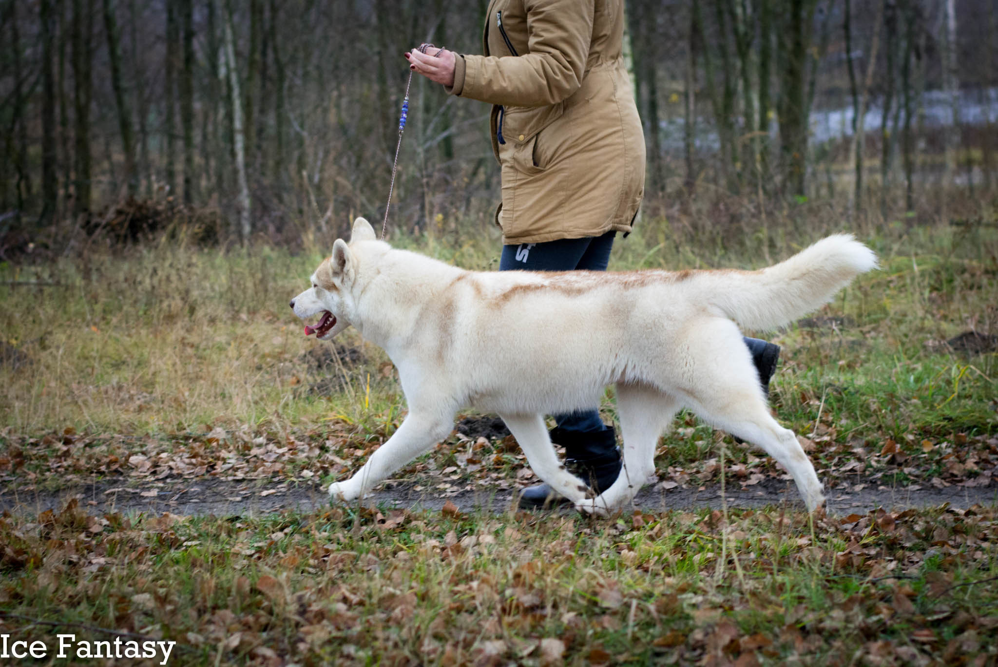 Хаски Ice Fantasy Legasy Of Gold Empire МИШЕЛЬ. Ice Fantasy kennel: professional breeding of Siberian huskies and wels