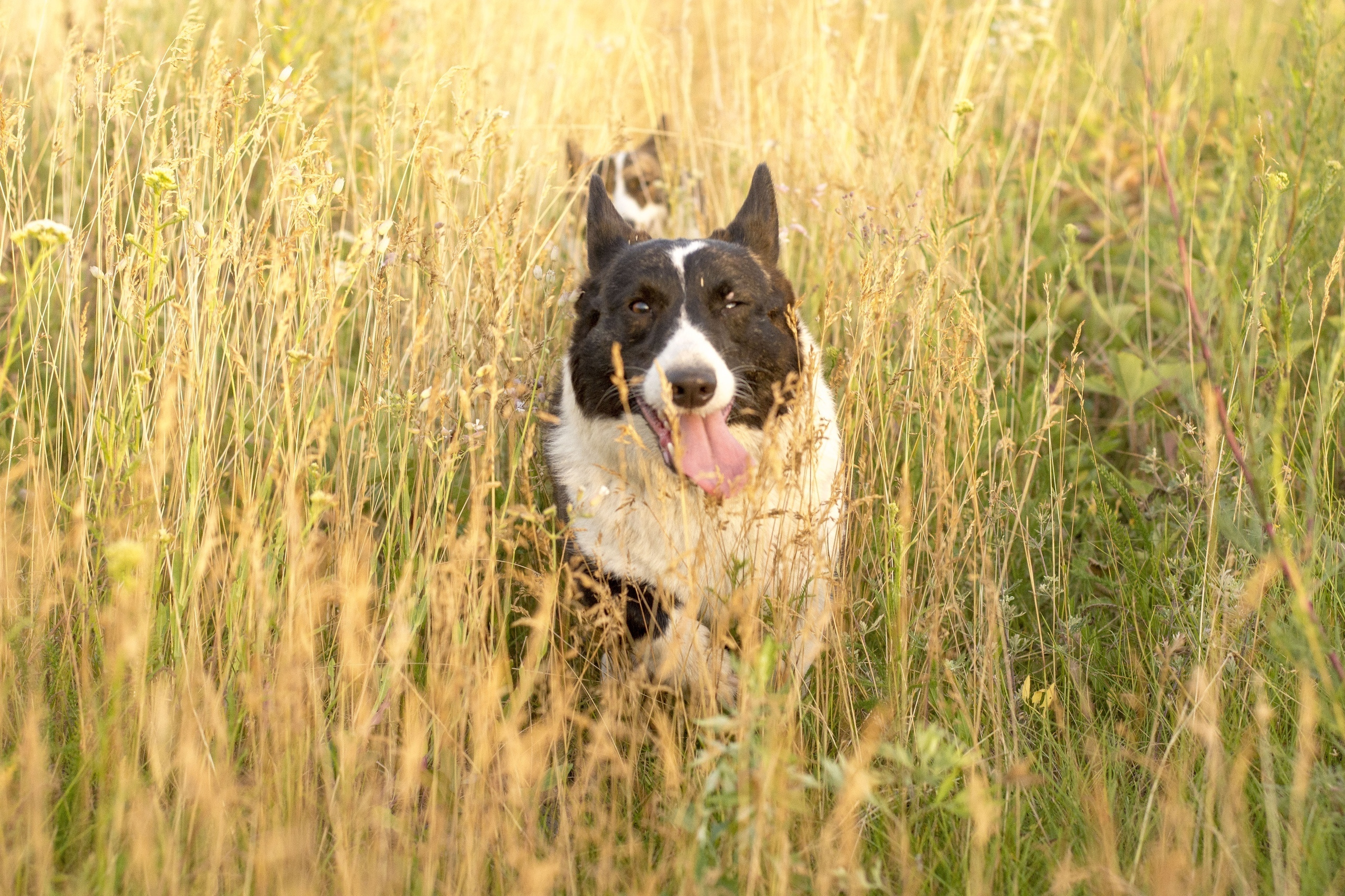 Вельш корги кардиган Ice Fantasy Tinkerbell БЭЛЛА. Купить щенка Вельш-корги-кардиган в семейном питомнике — Ice Fantasy