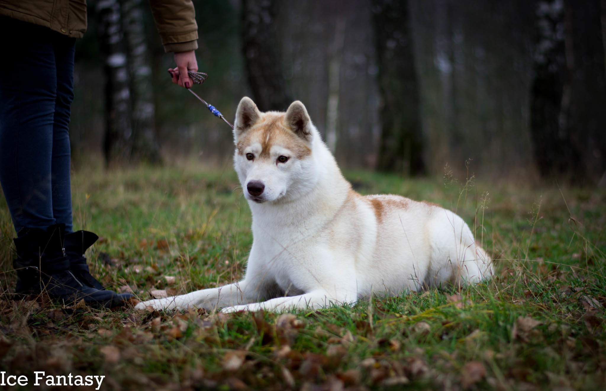 Хаски Ice Fantasy Legasy Of Gold Empire МИШЕЛЬ. Ice Fantasy kennel: professional breeding of Siberian huskies and wels