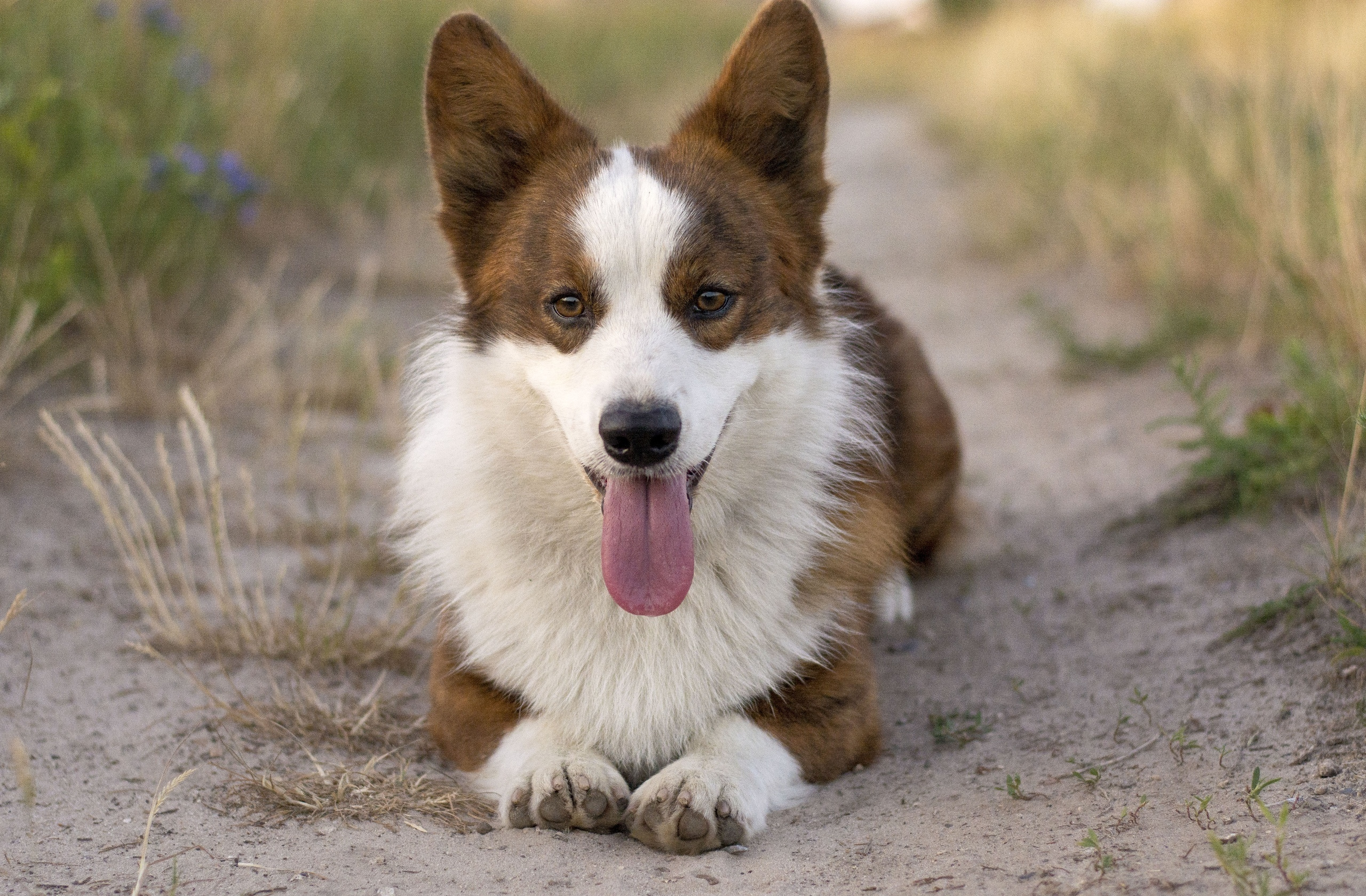 Вельш корги кардиган Corgi Na Volge Pobedonosets ВЕГАС. Ice Fantasy kennel: professional breeding of Siberian huskies and wels