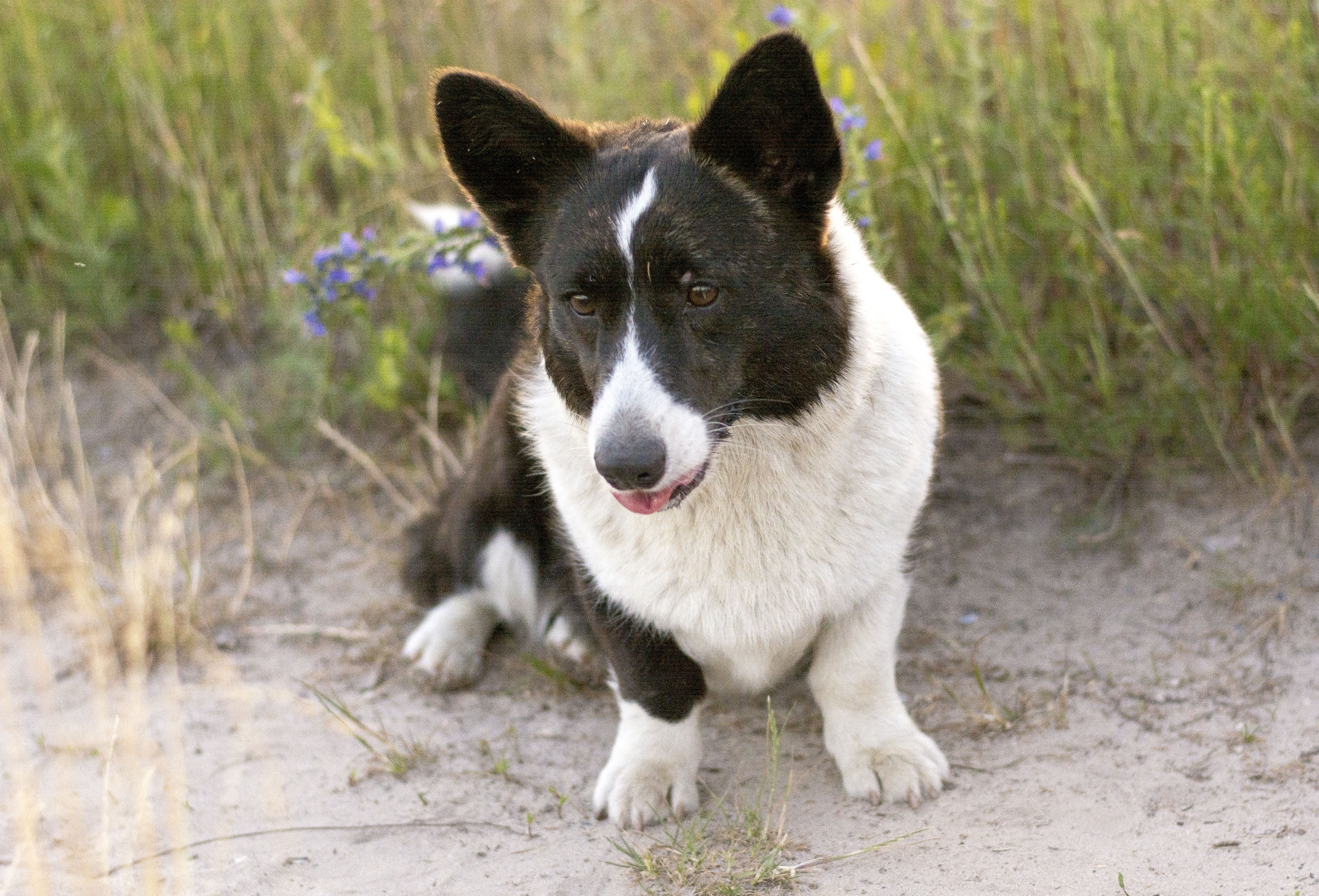 Вельш корги кардиган Ice Fantasy Tinkerbell БЭЛЛА. Купить щенка Вельш-корги-кардиган в семейном питомнике — Ice Fantasy