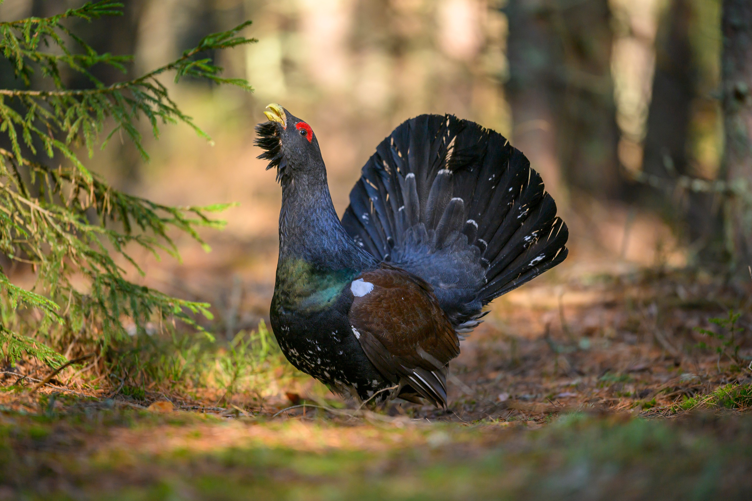 Глухарь / Wood grouse. Фотограф Сергей Пупонин