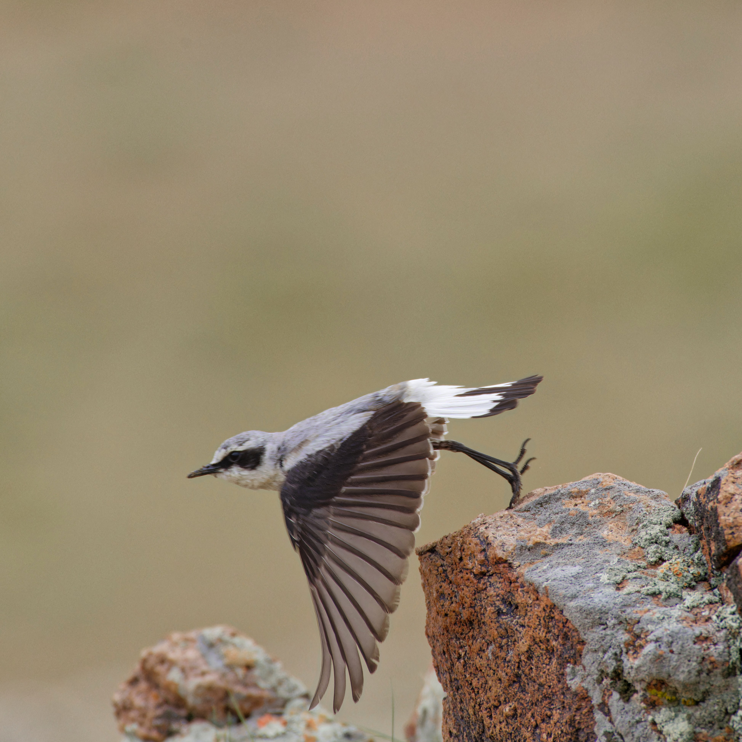 Экспедиция в Монголию (котловина больших озер). Семоха Валерий. Фотограф