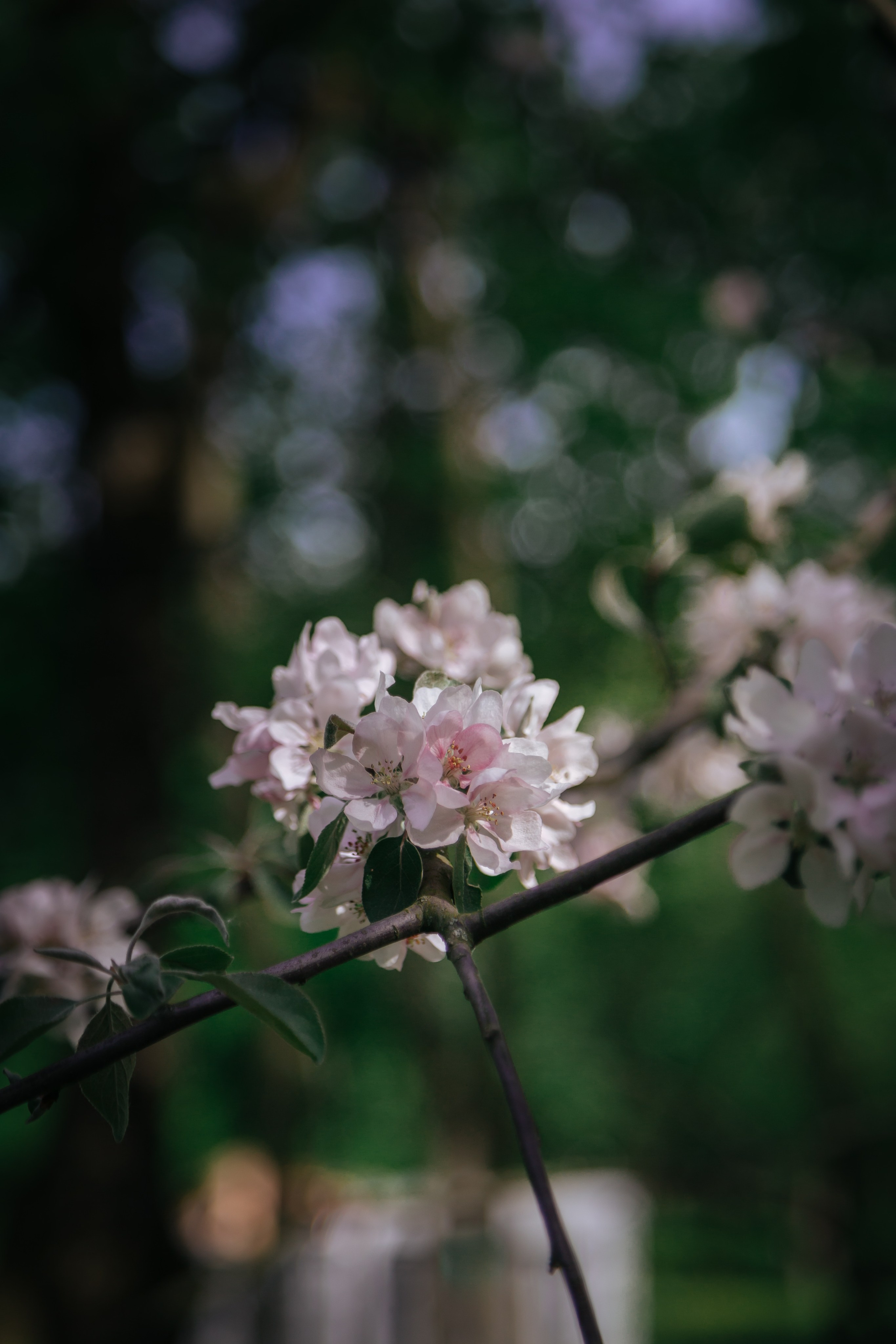 Весенняя фотосессия в цветении. Фотограф в Минске Екатерина Тузова
