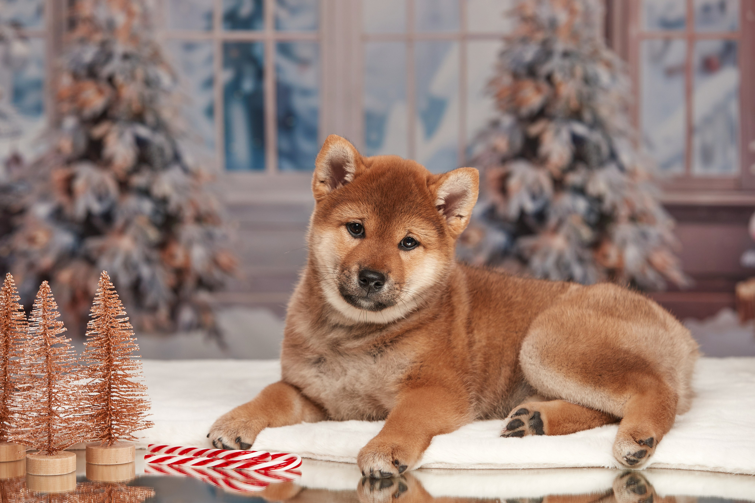 Малыши чихуахуа готовятся к Новому году. Новая коллекция праздничных фонов. ФОТОГРАФ-АНИМАЛИСТ l LANA POLYAKOVA