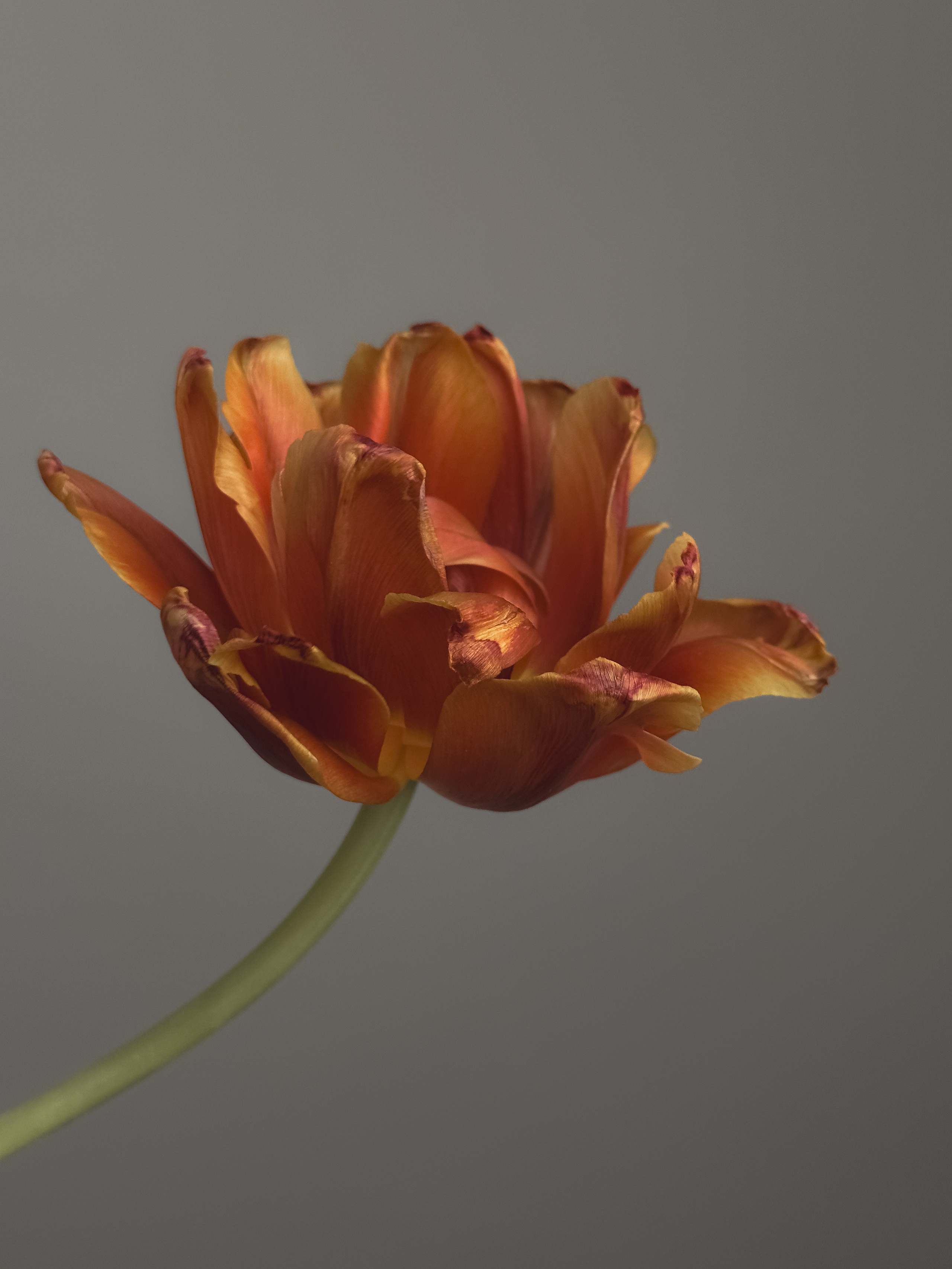 Мобильная съемка. Интерьерный фотограф в Санкт-Петербурге Диана Аносова