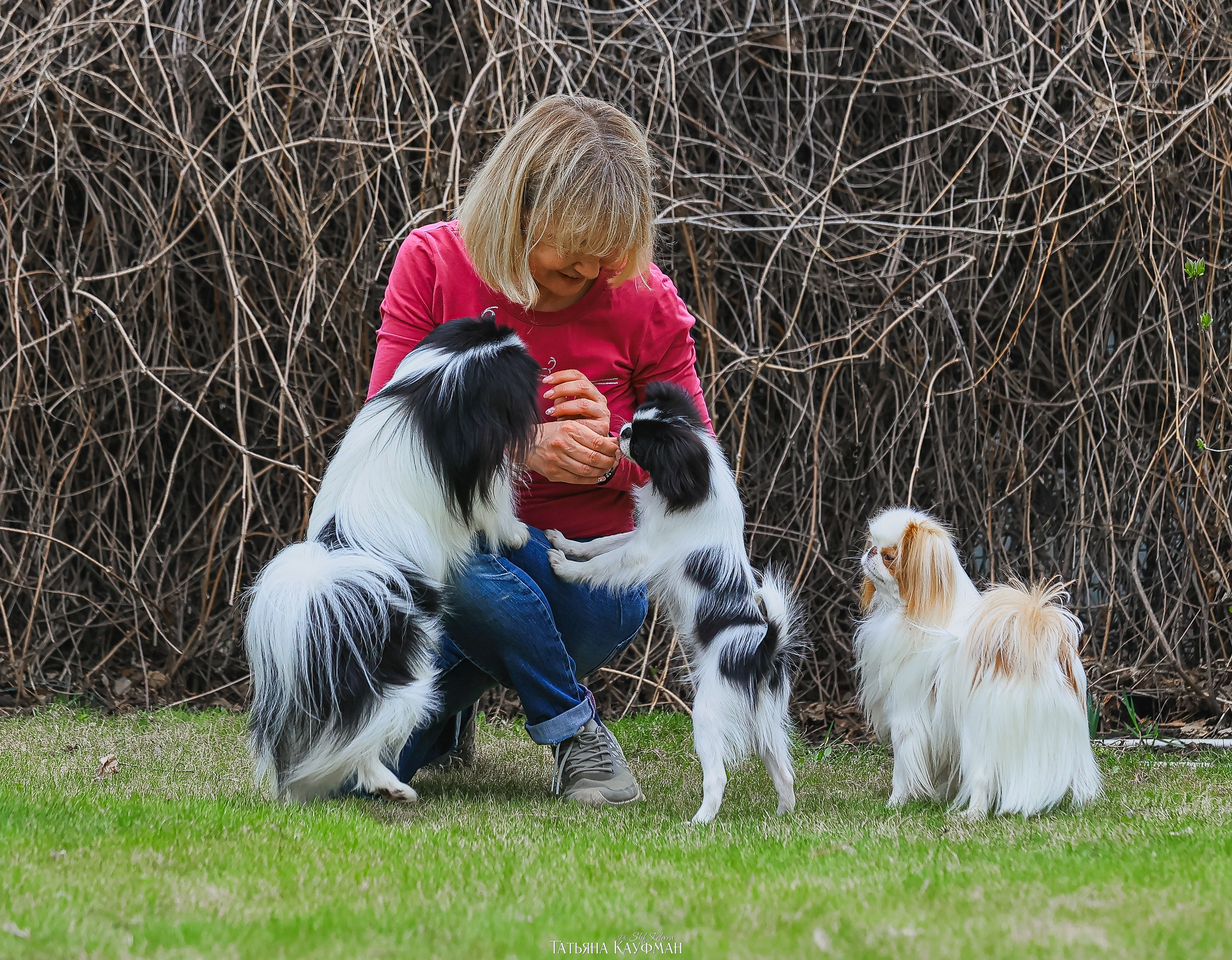 Японский хин, фотография японский хин, собака в цветах, красивая собака, фотограф анималист, фотокурс Анималистика, научиться фотографировать собак, фотограф Новосибирск