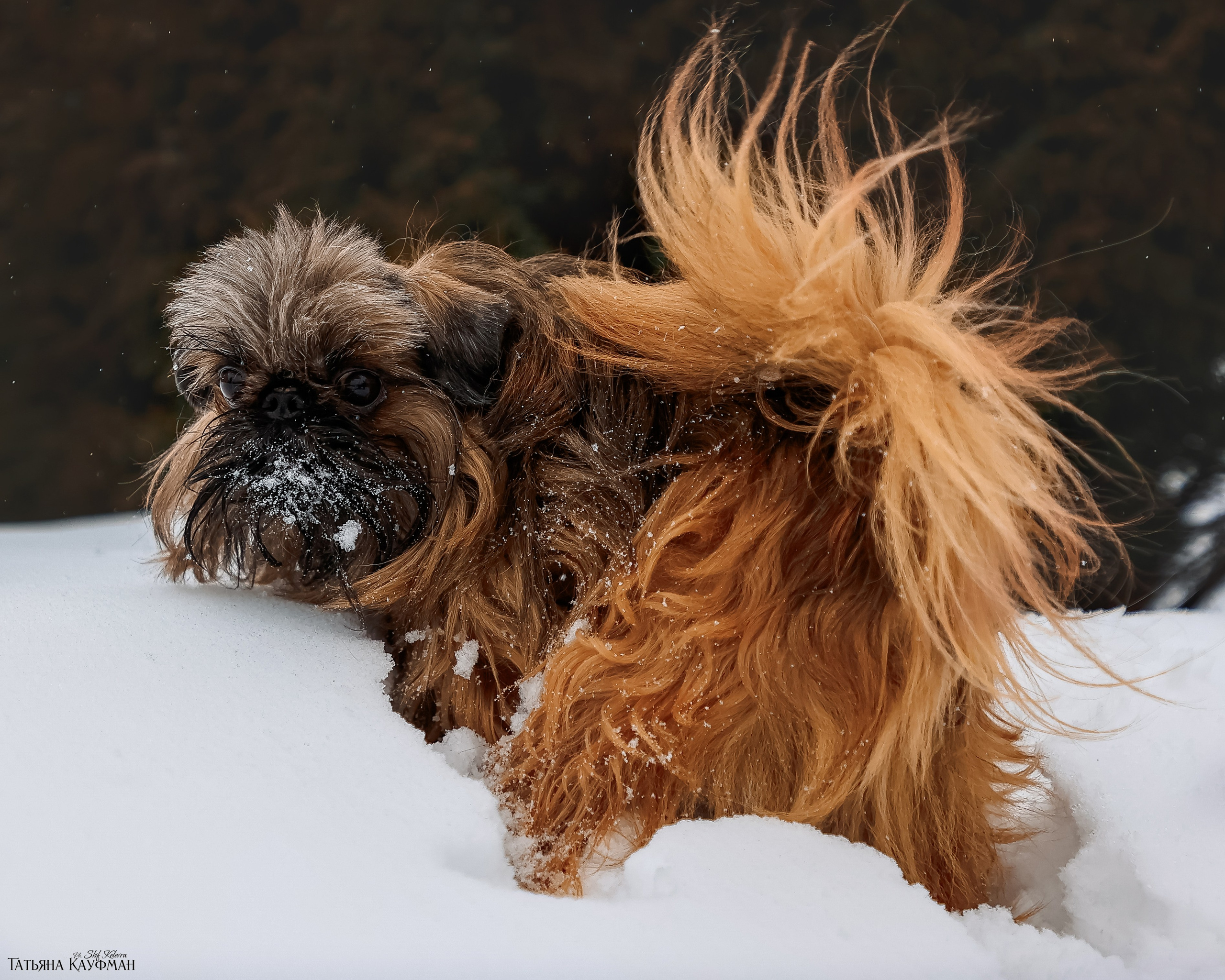 Брюссельский гриффон, фотография гриффон, красивая собака, фотограф анималист, фотокурс Анималистика, научиться фотографировать собак, фотограф Новосибирск