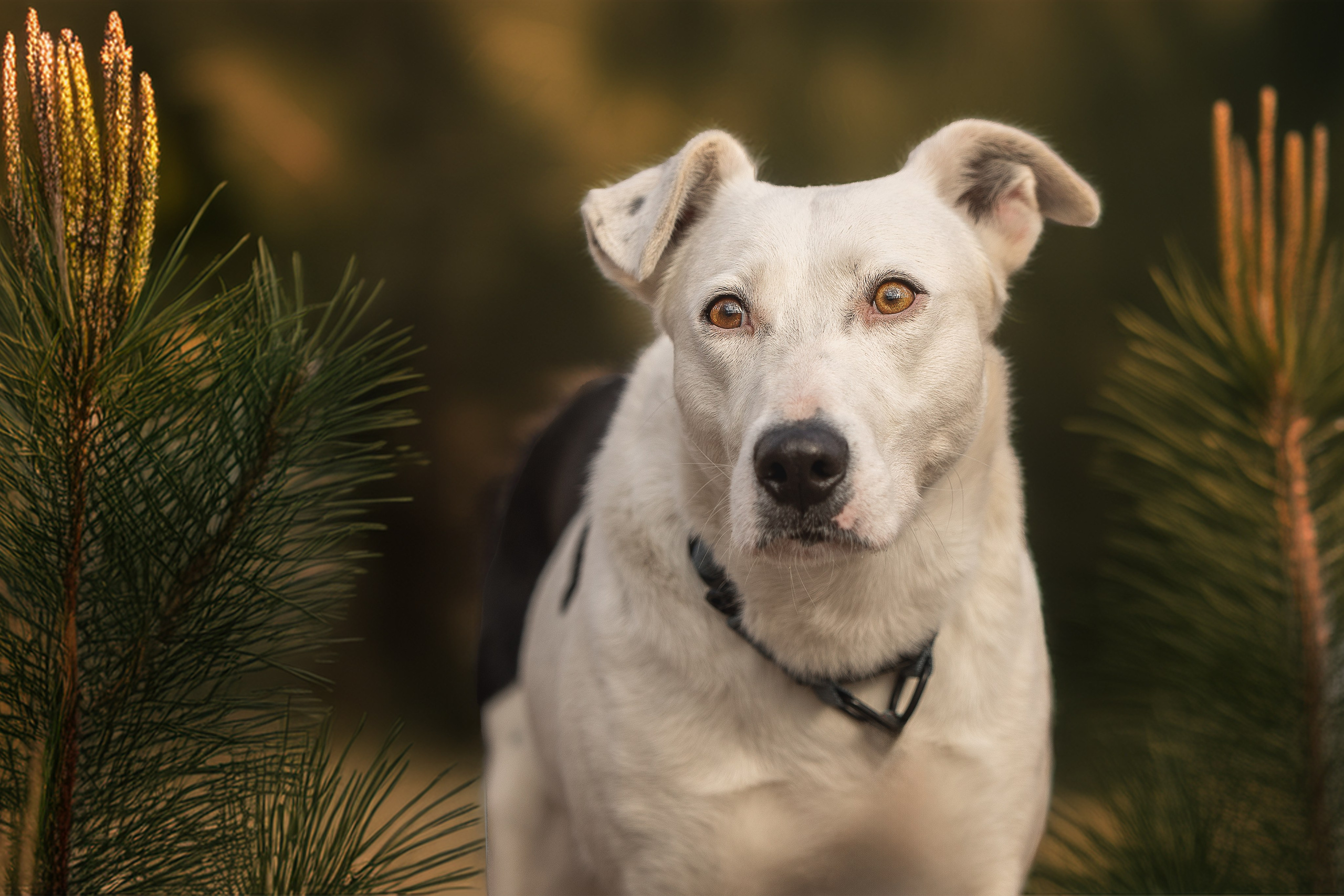 ИЩУТ ДОМ. Фотограф-анималист в Москве и Подмосковье