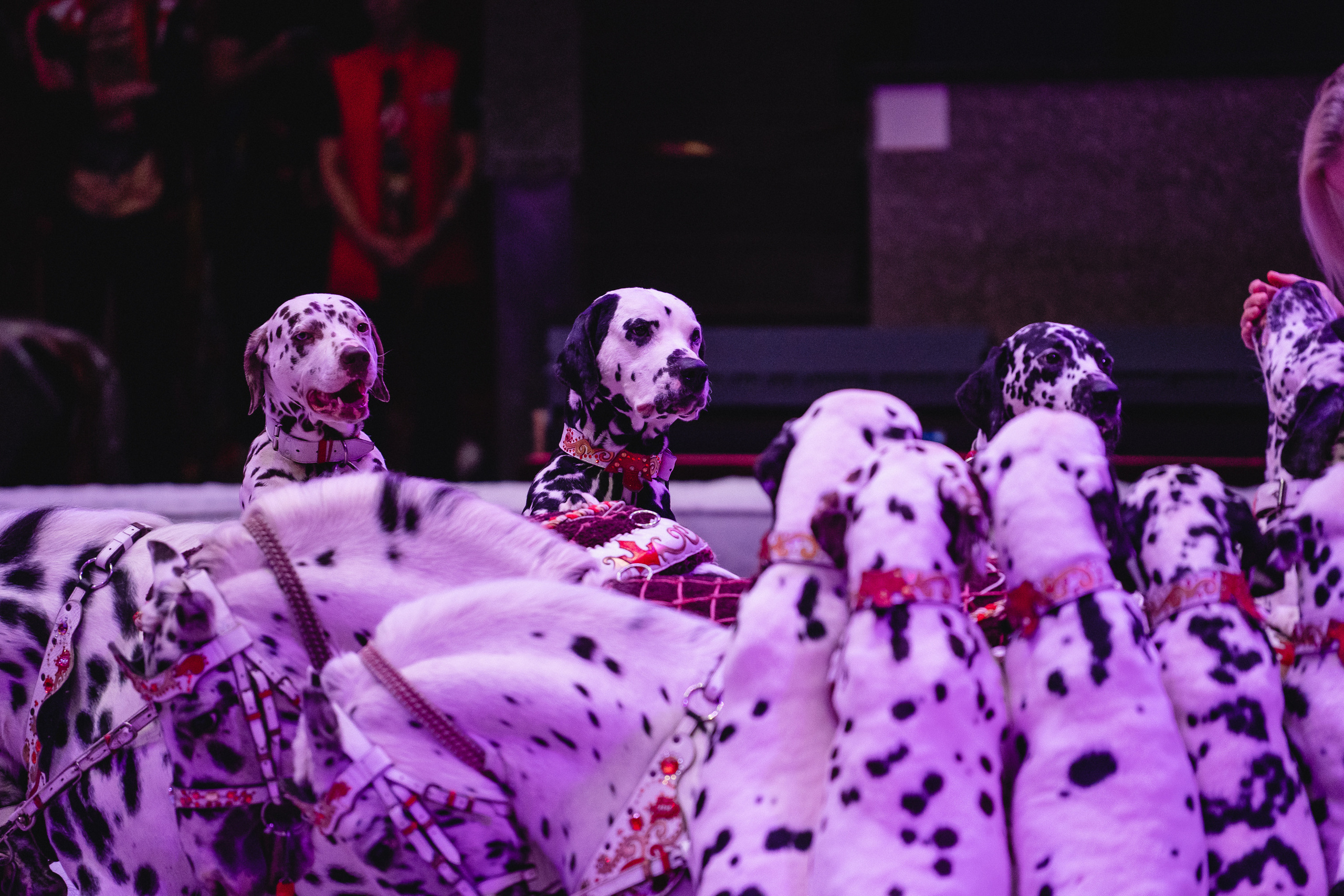 Открытая репетиция Королевского цирка Гии Эрадзе в Новосибирске. Воробьева Ксения — Спортивный и танцевальный фотограф Новосибирск