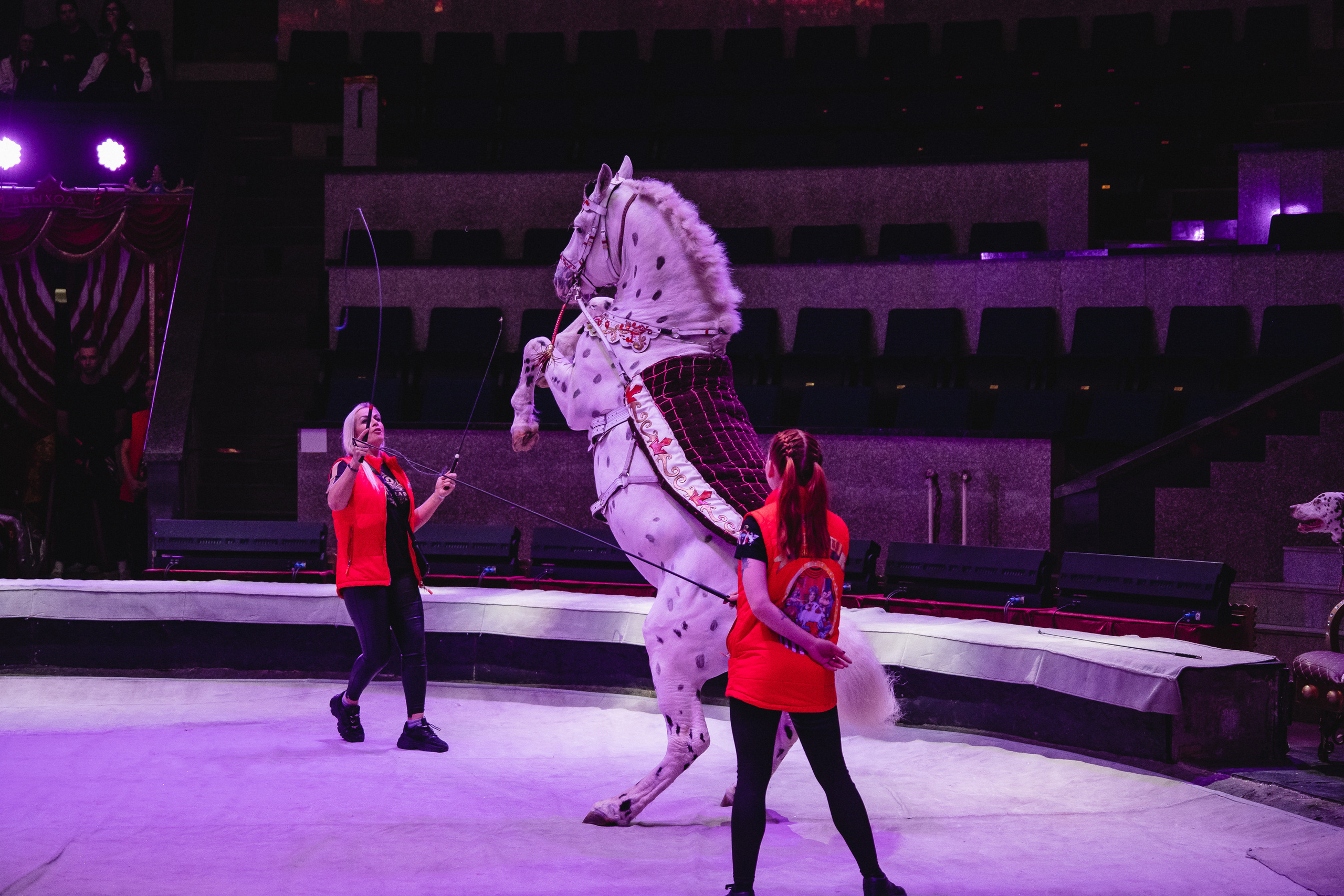 Открытая репетиция Королевского цирка Гии Эрадзе в Новосибирске. Воробьева Ксения — Спортивный и танцевальный фотограф Новосибирск