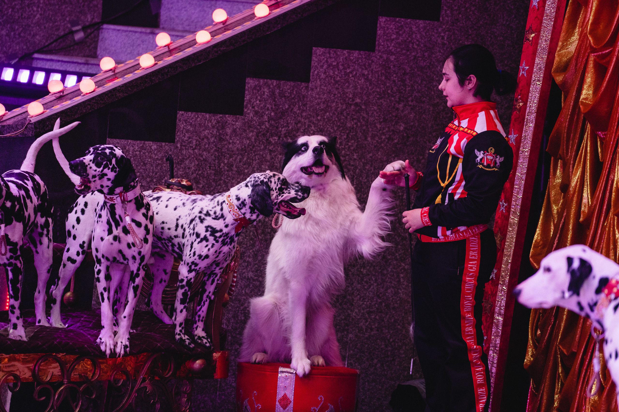 Открытая репетиция Королевского цирка Гии Эрадзе в Новосибирске. Воробьева Ксения — Спортивный и танцевальный фотограф Новосибирск