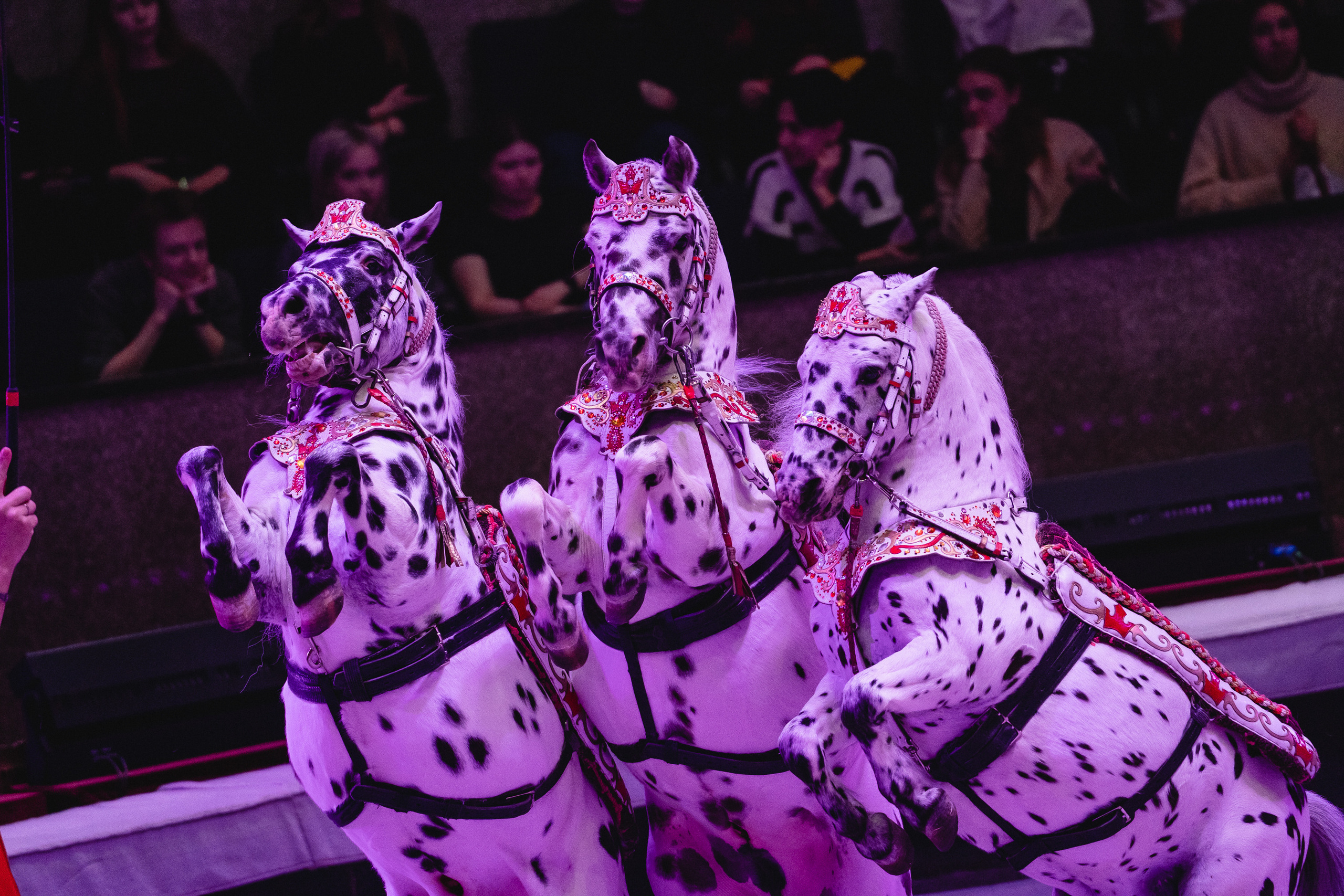 Открытая репетиция Королевского цирка Гии Эрадзе в Новосибирске. Воробьева Ксения — Спортивный и танцевальный фотограф Новосибирск