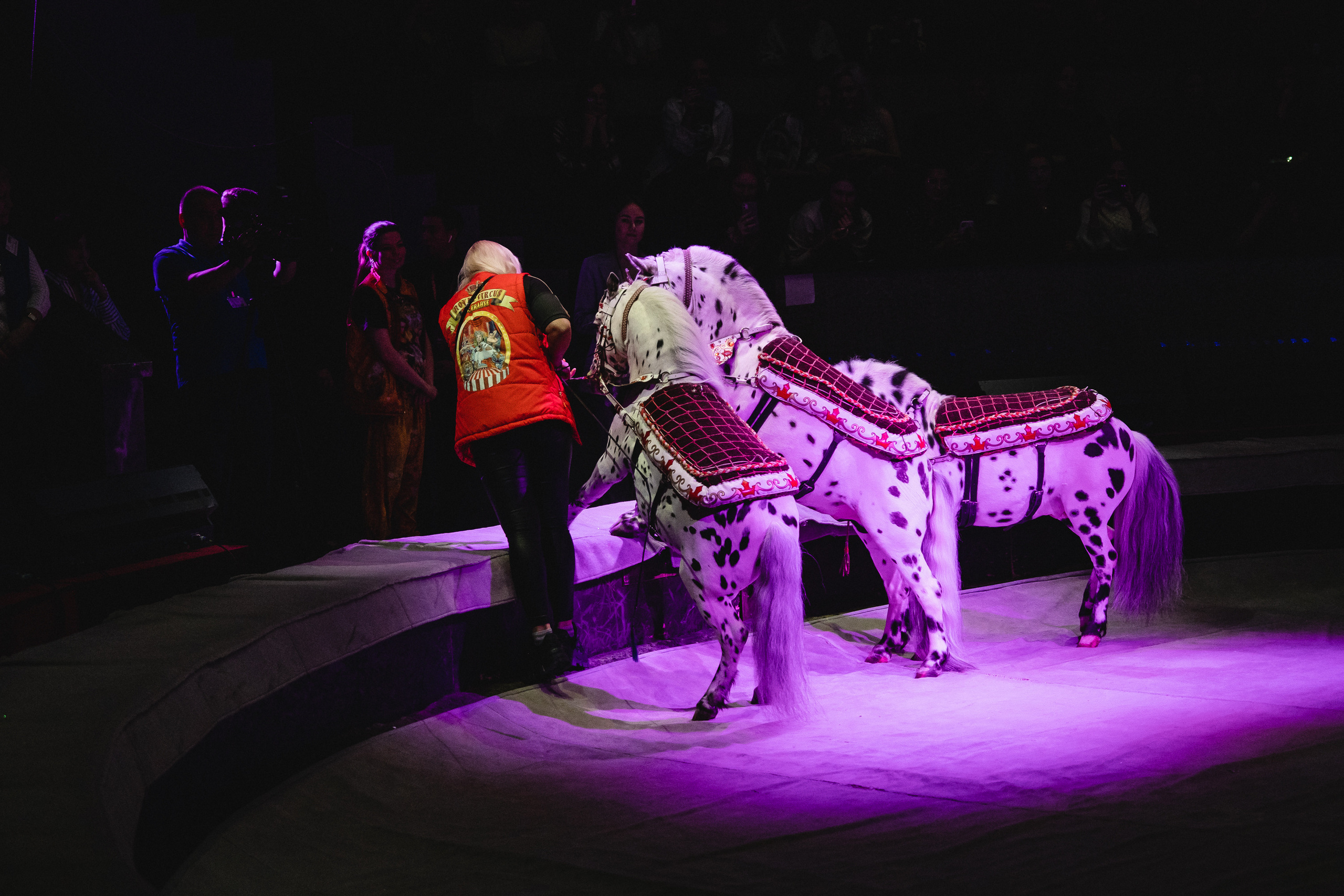 Открытая репетиция Королевского цирка Гии Эрадзе в Новосибирске. Воробьева Ксения — Спортивный и танцевальный фотограф Новосибирск