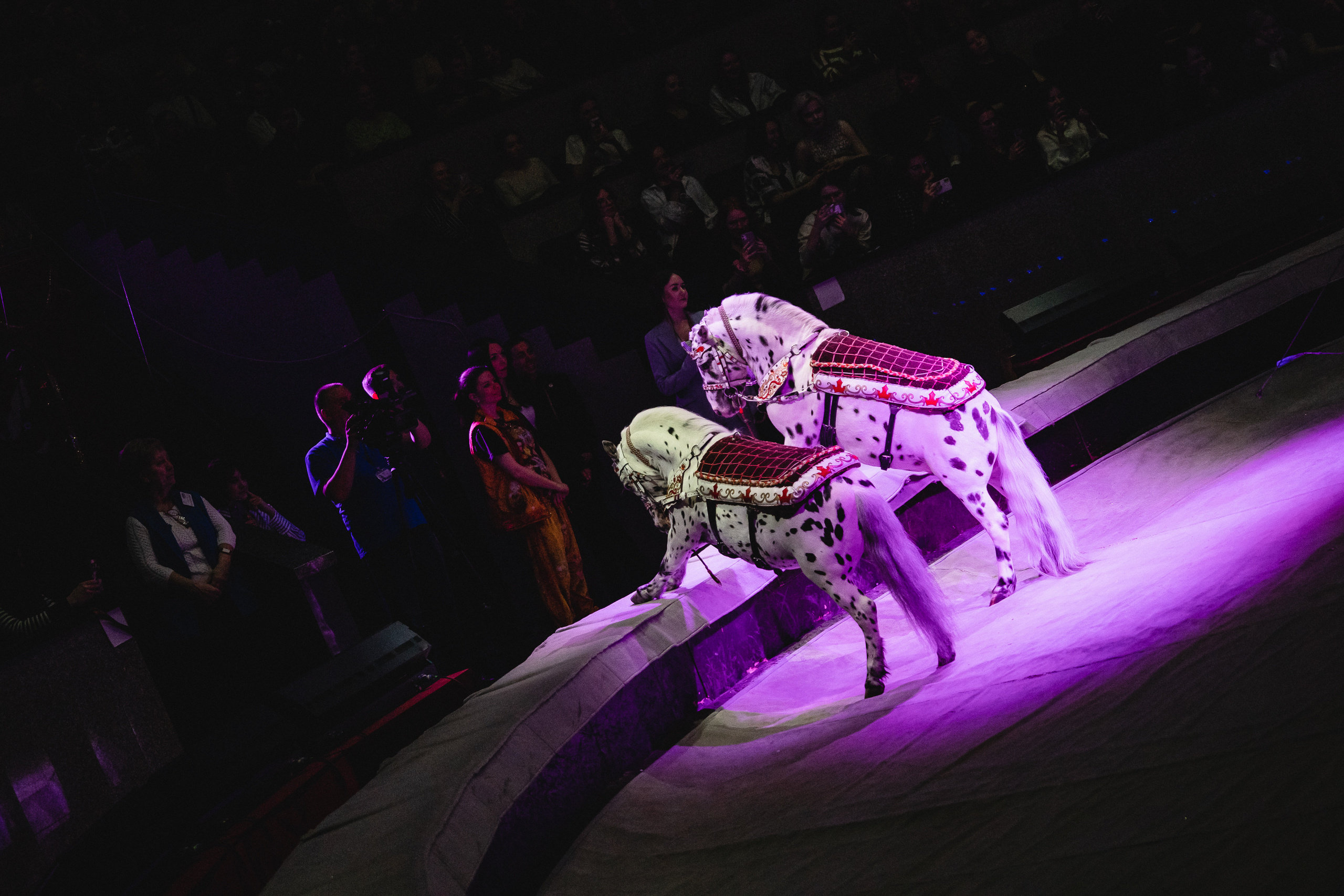 Открытая репетиция Королевского цирка Гии Эрадзе в Новосибирске. Воробьева Ксения — Спортивный и танцевальный фотограф Новосибирск